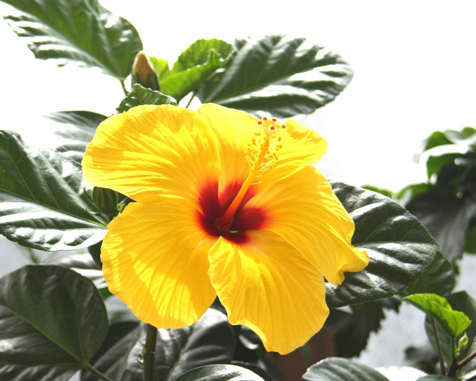 Vibrant yellow hibiscus flower with green leaves