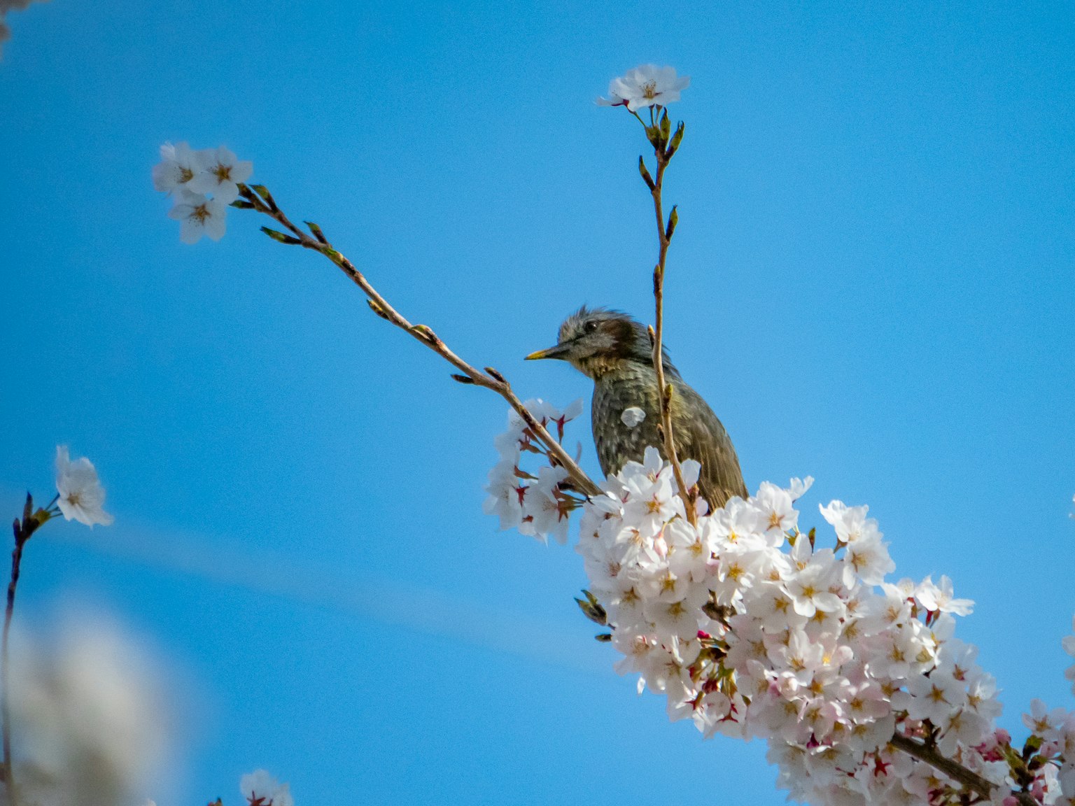 A bird perched among cherry blossoms under a blue sky