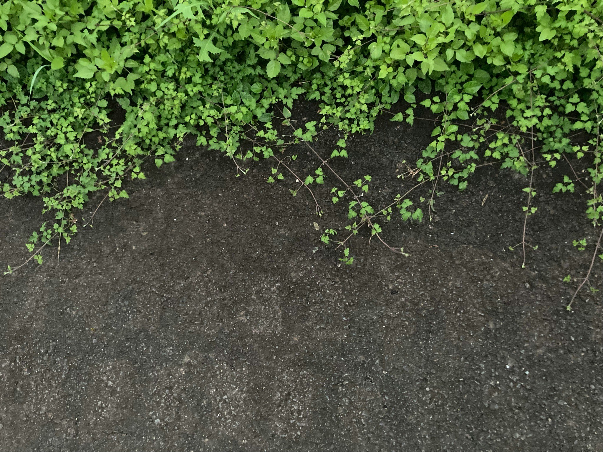 地面に広がる緑のつる植物の壁面