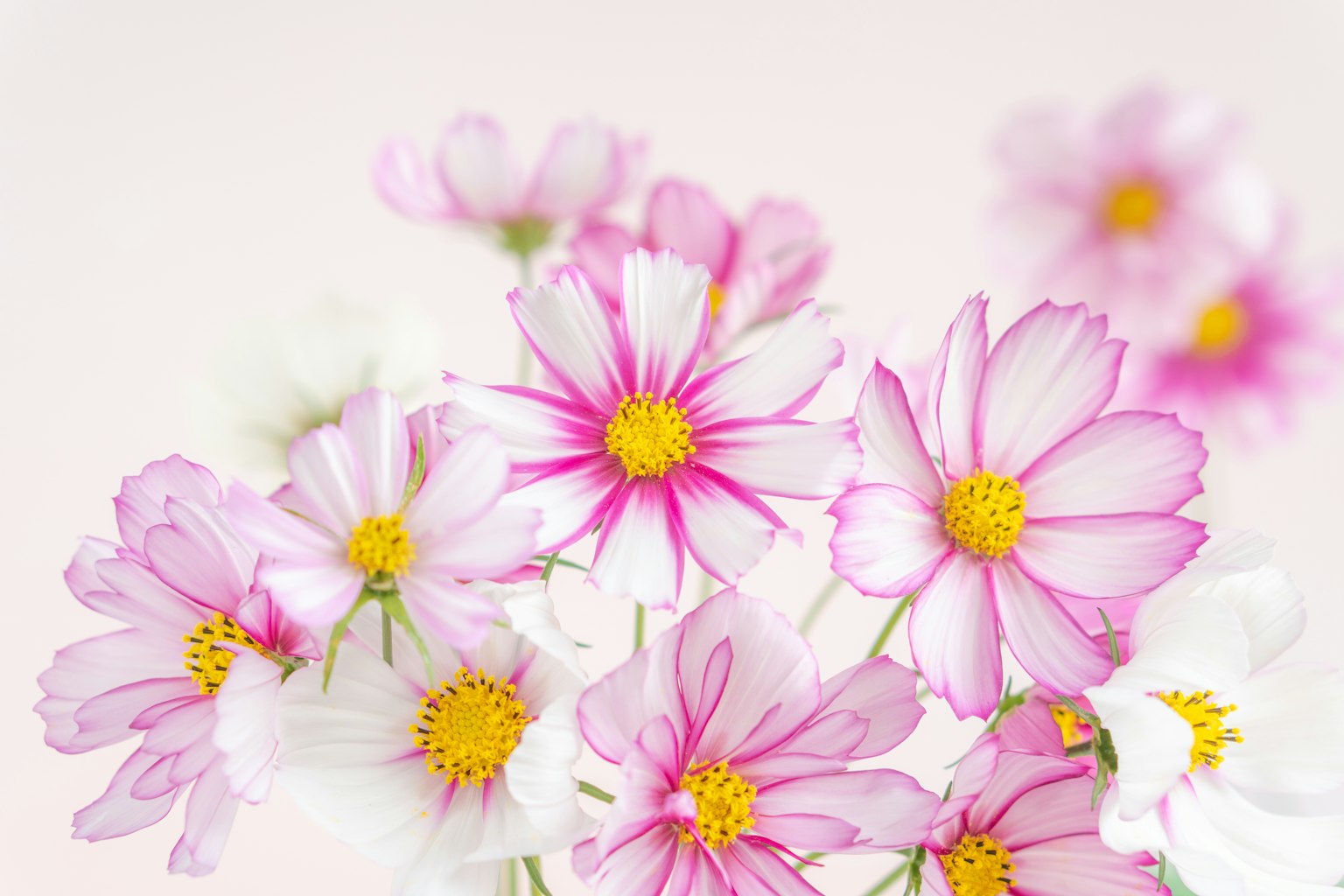 Colorful cosmos flowers blooming against a soft background