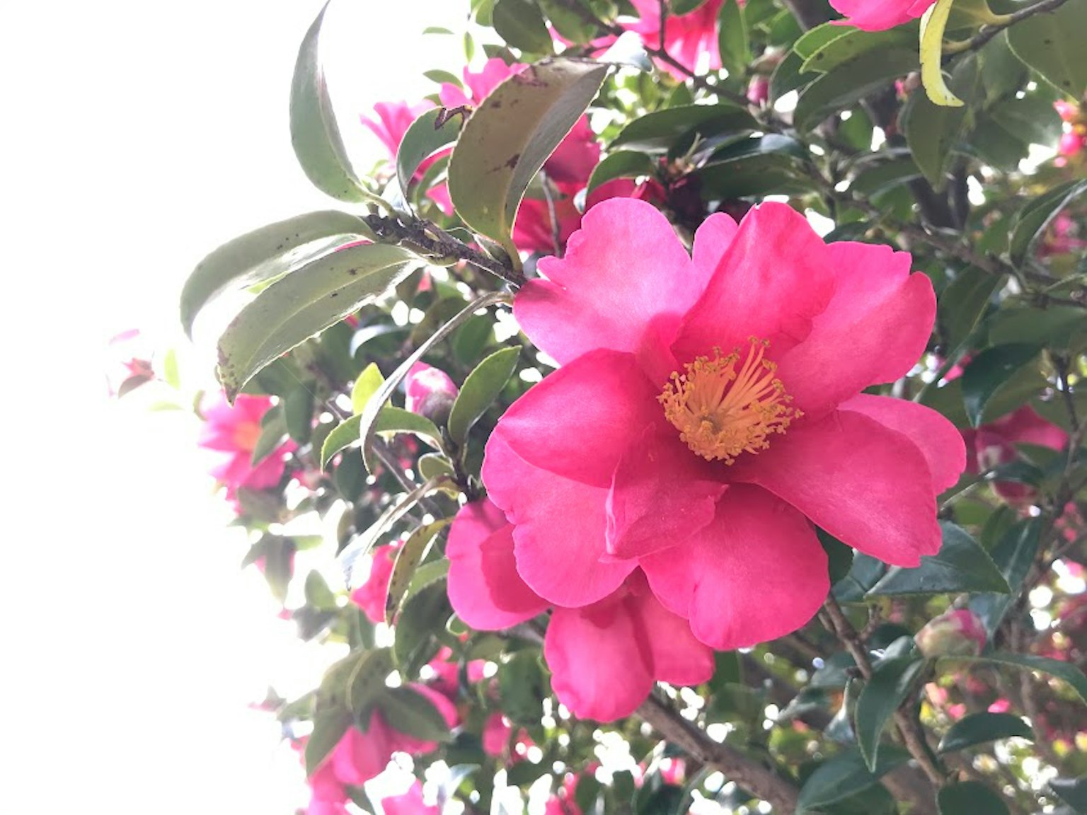 Gros plan de fleurs roses vives en fleurs sur une branche d'arbre