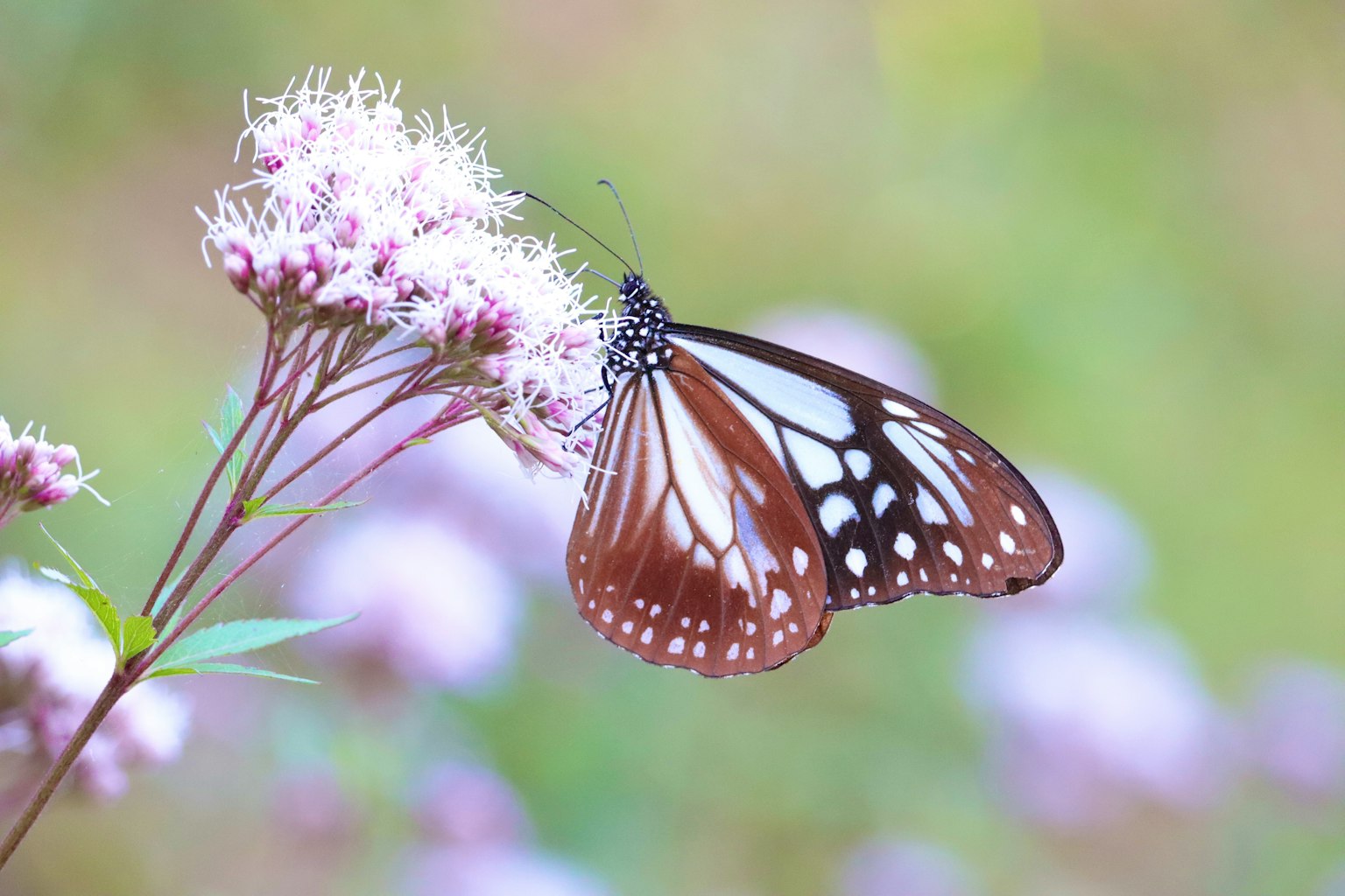 Ein schöner Schmetterling sitzt auf einer Blume vor einem bunten Hintergrund