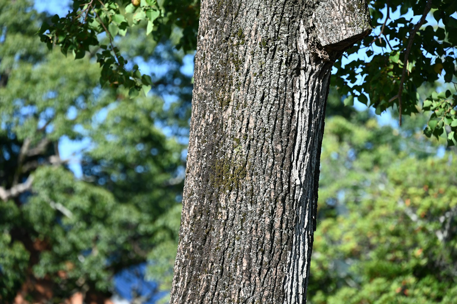 Tronc d'arbre avec des feuilles vertes dans un cadre naturel