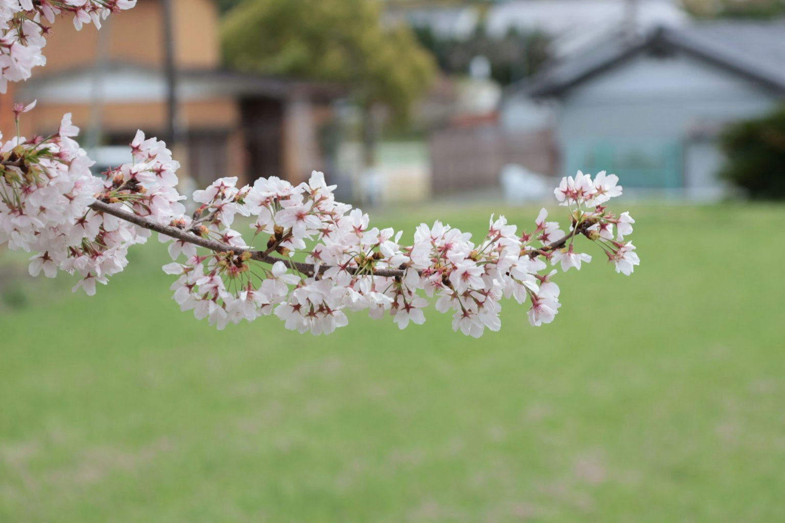 Acercamiento de una rama de cerezo en flor con césped verde y casas al fondo