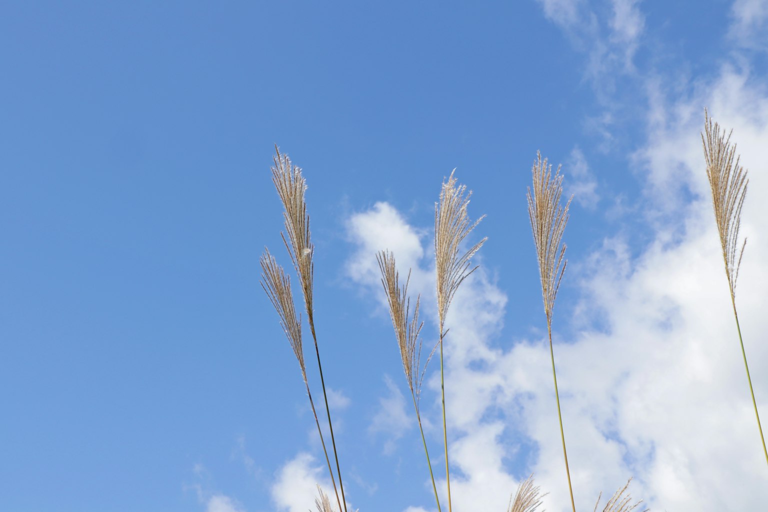 Hierba con espigas esponjosas contra un cielo azul y nubes blancas