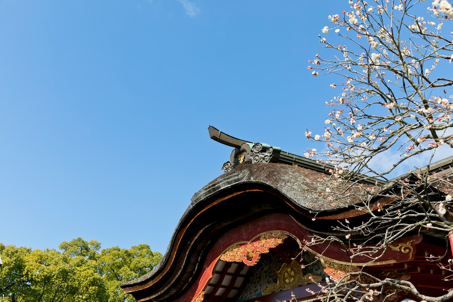 Dach eines traditionellen japanischen Gebäudes unter einem klaren blauen Himmel mit blühenden Baumzweigen