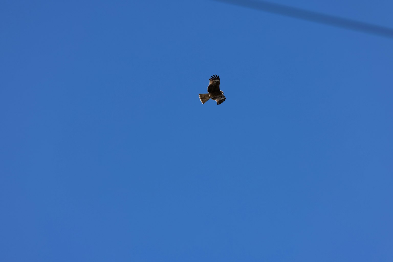 Bird flying against a clear blue sky