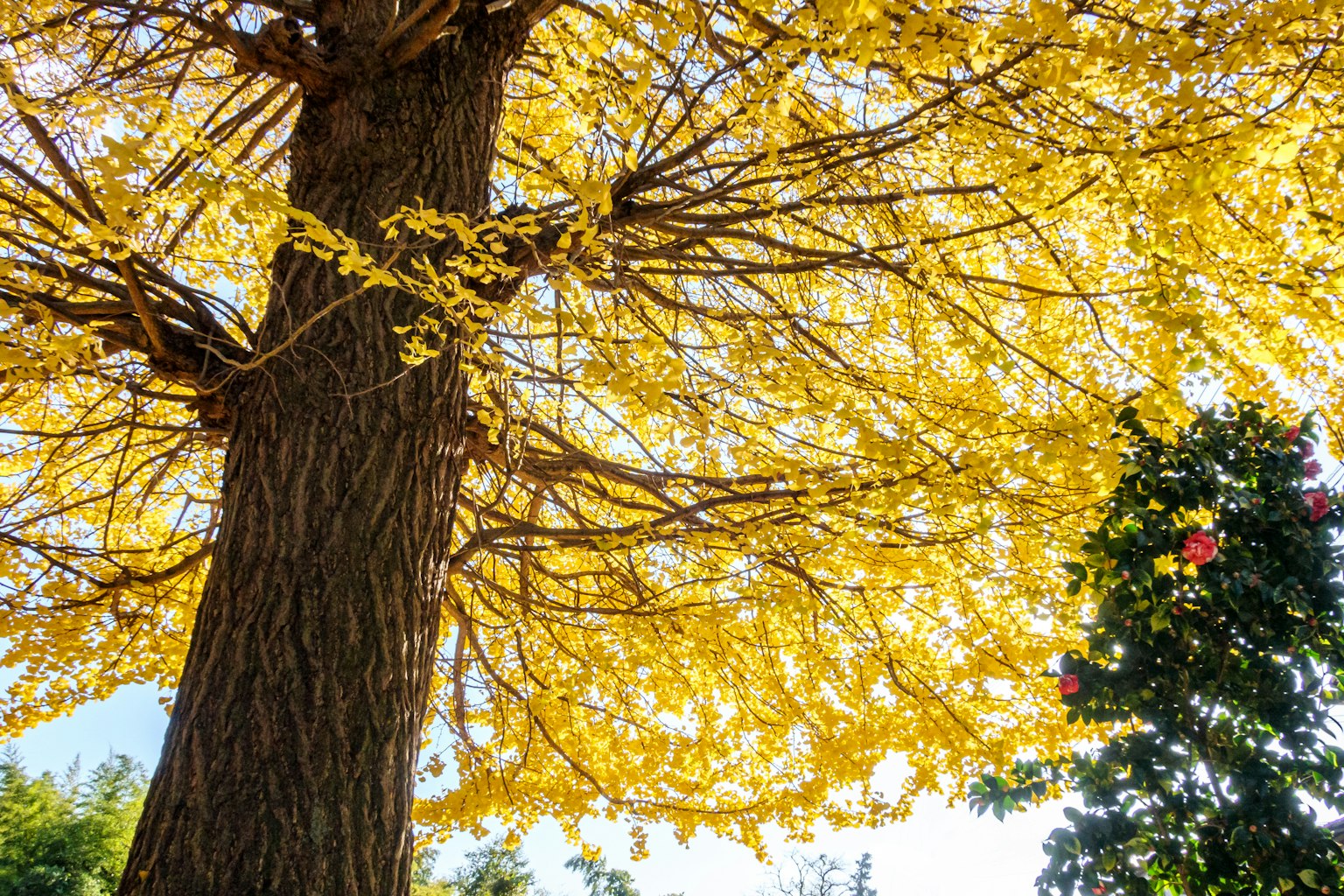 Gambar pohon dengan daun kuning cerah dan cabang