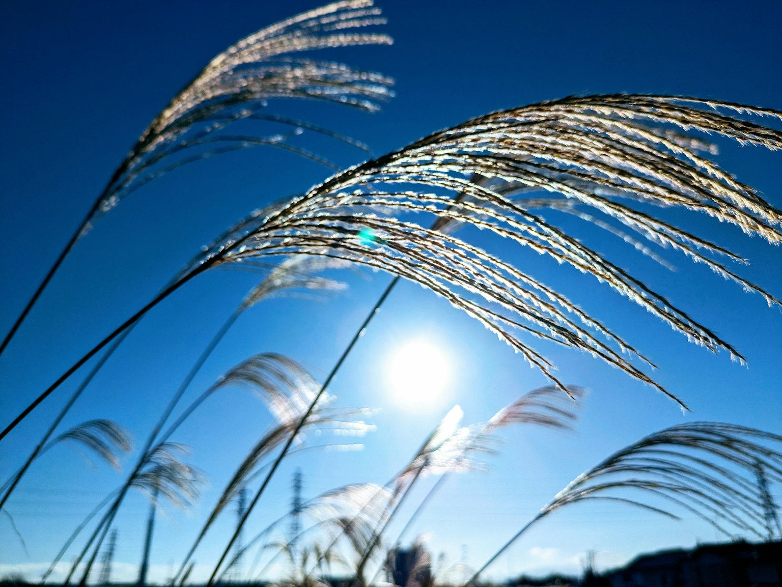 Flauschiges Gras, das unter einem hellblauen Himmel mit der Sonne weht