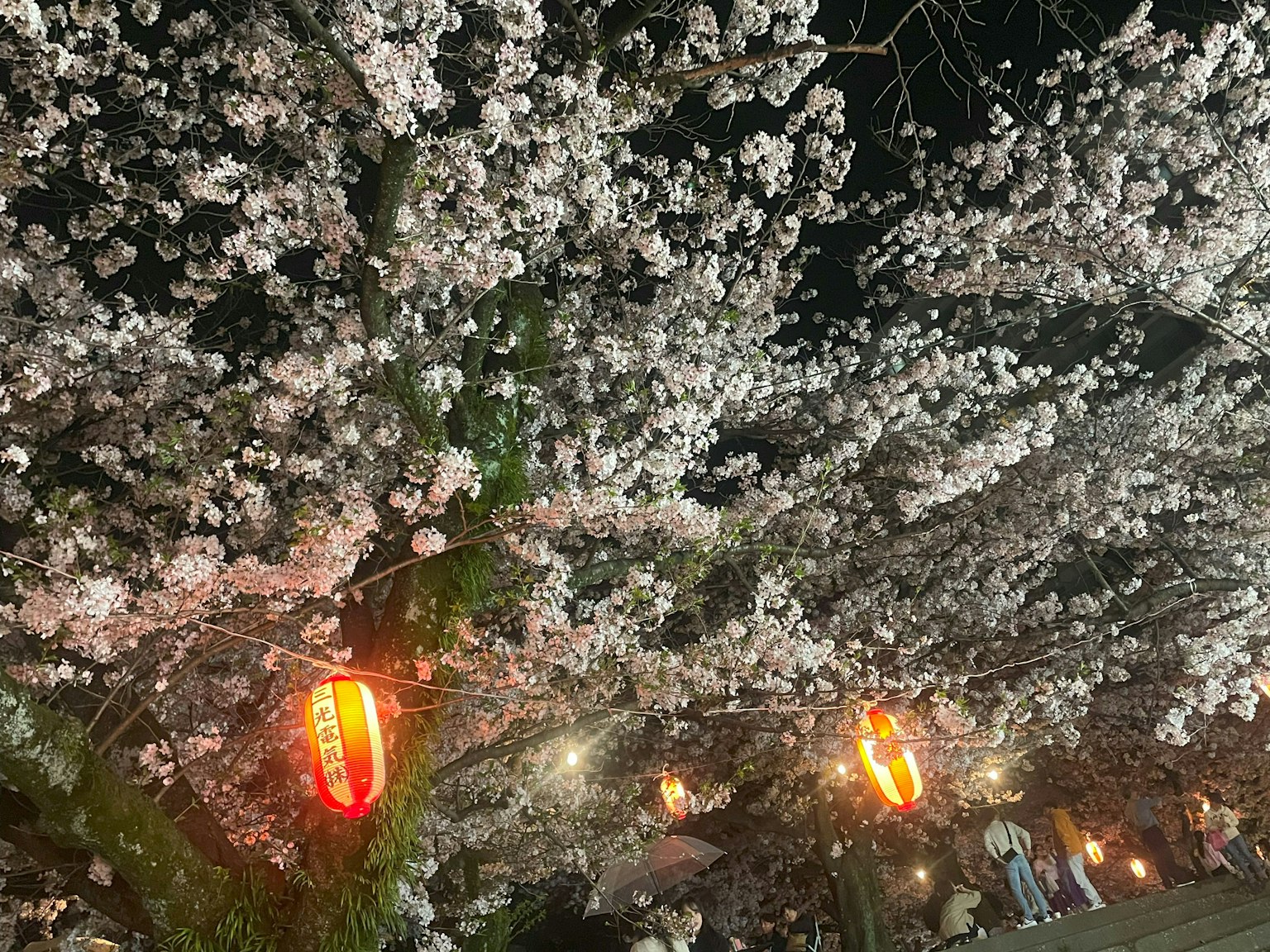 Alberi di ciliegio illuminati di notte con lanterne rosse