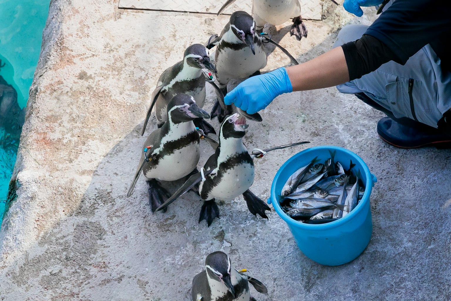 Custode che nutre i pinguini con pesci da un secchio blu