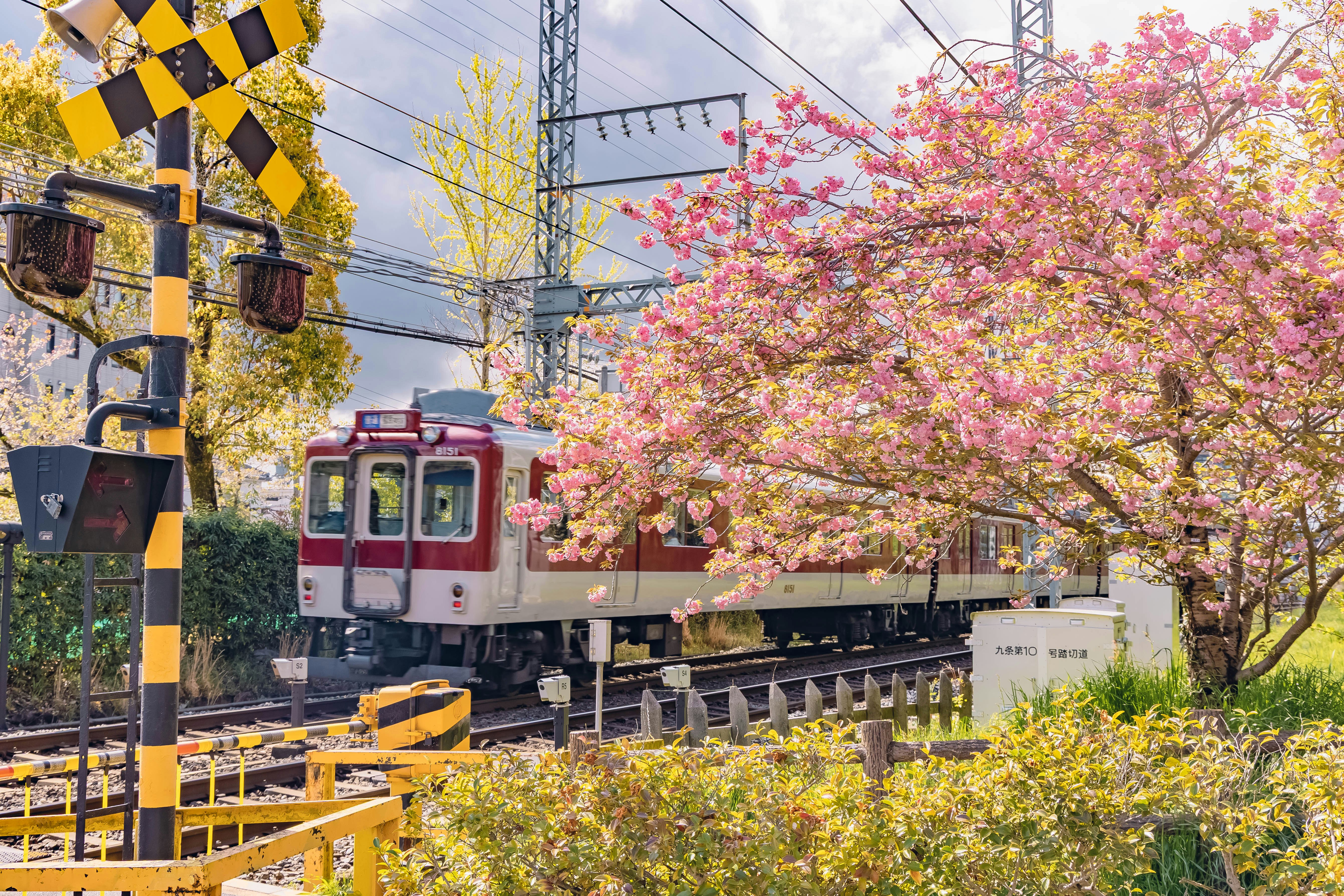 桜並木の下を走る電車のある風景