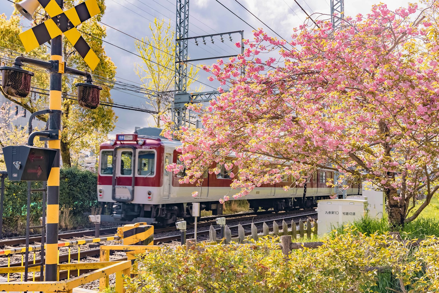 Treno che passa vicino a un albero di ciliegio e a un segnale di avvertimento