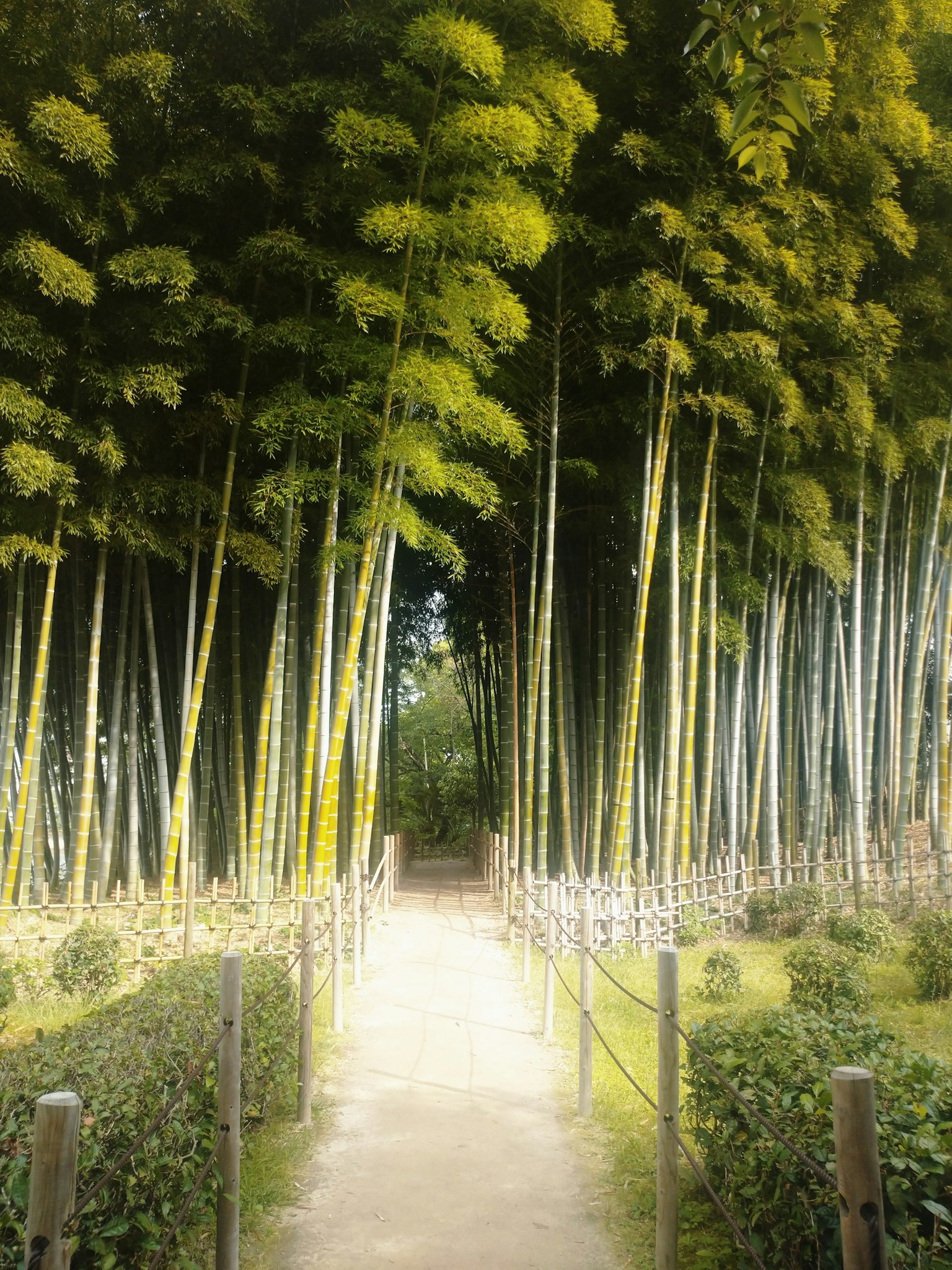 Sendero a través de un bosque de bambú con vegetación