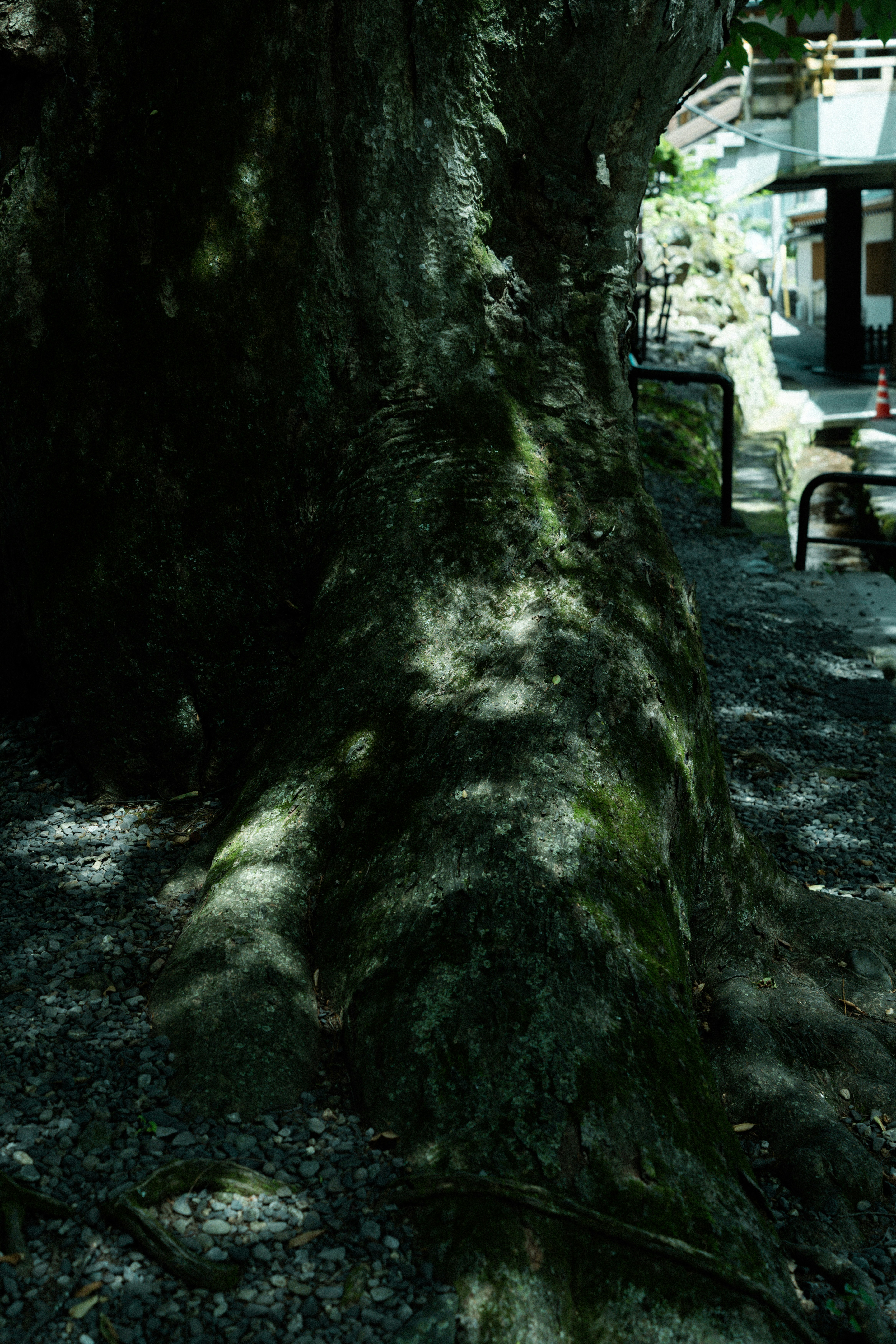 Racines d’un grand arbre couvertes de mousse le long d’une ruelle pavée