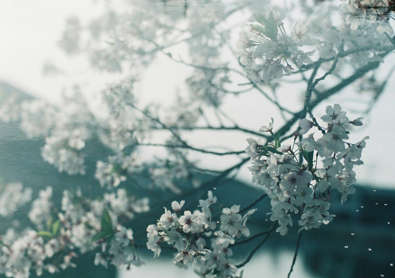 樱花枝的特写，背景模糊的建筑