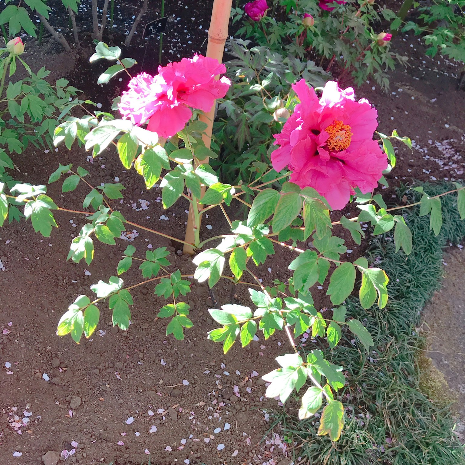Rametto di una pianta con fiori rosa vivaci