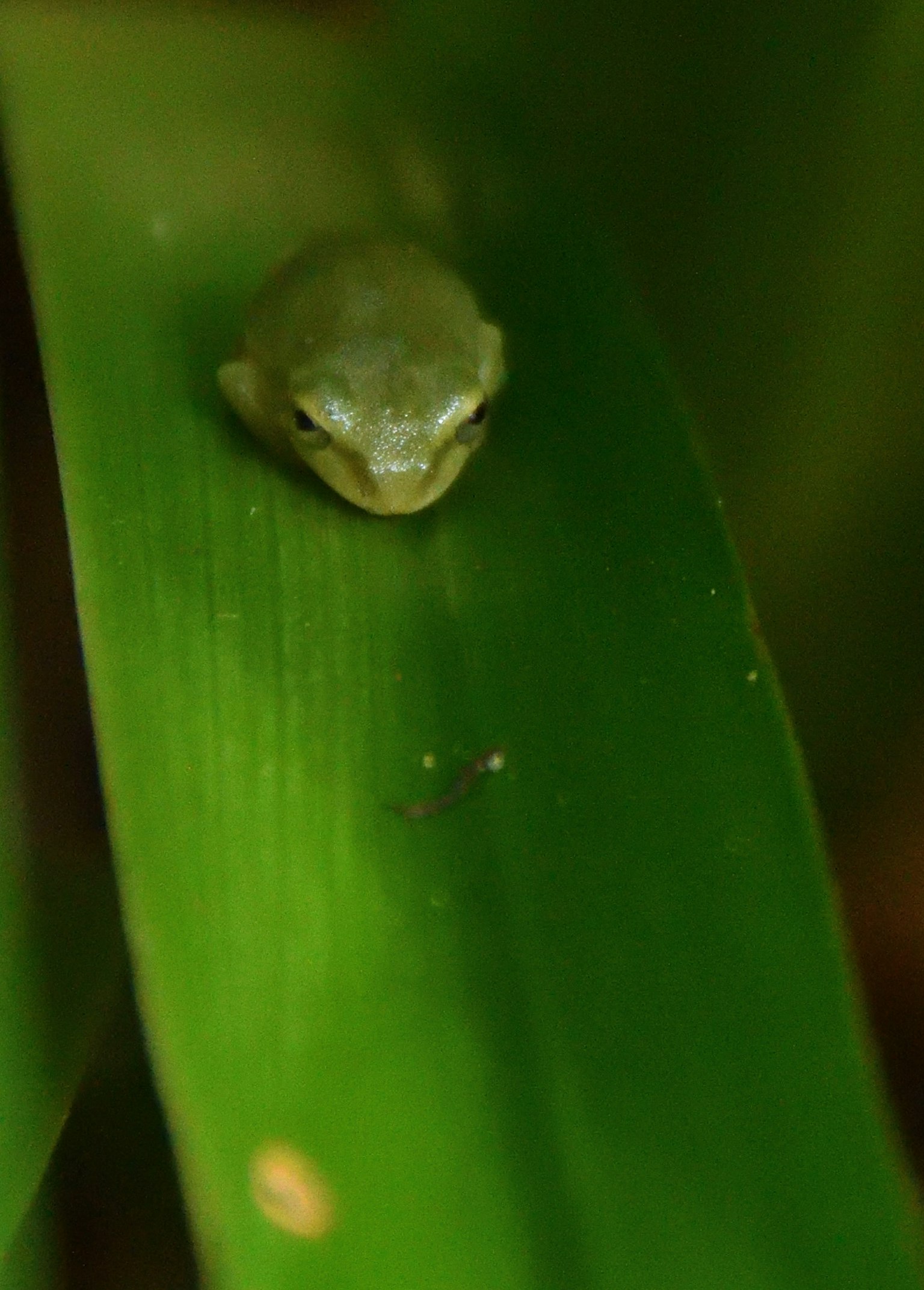 Close-up katak hijau kecil di atas daun hijau