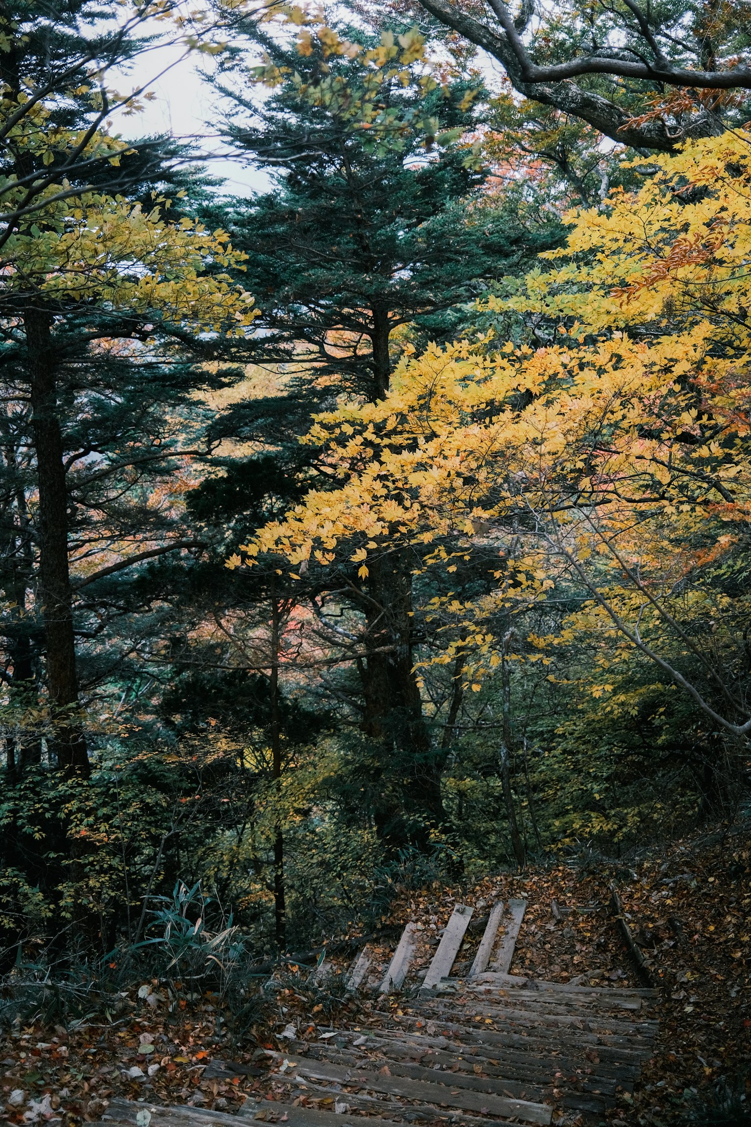 Autumn forest scene with stairs leading down yellow leaves and green trees