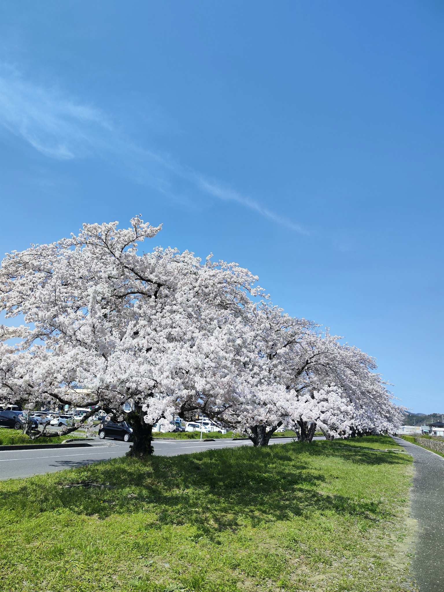 Blooming cherry blossom trees against a clear blue sky