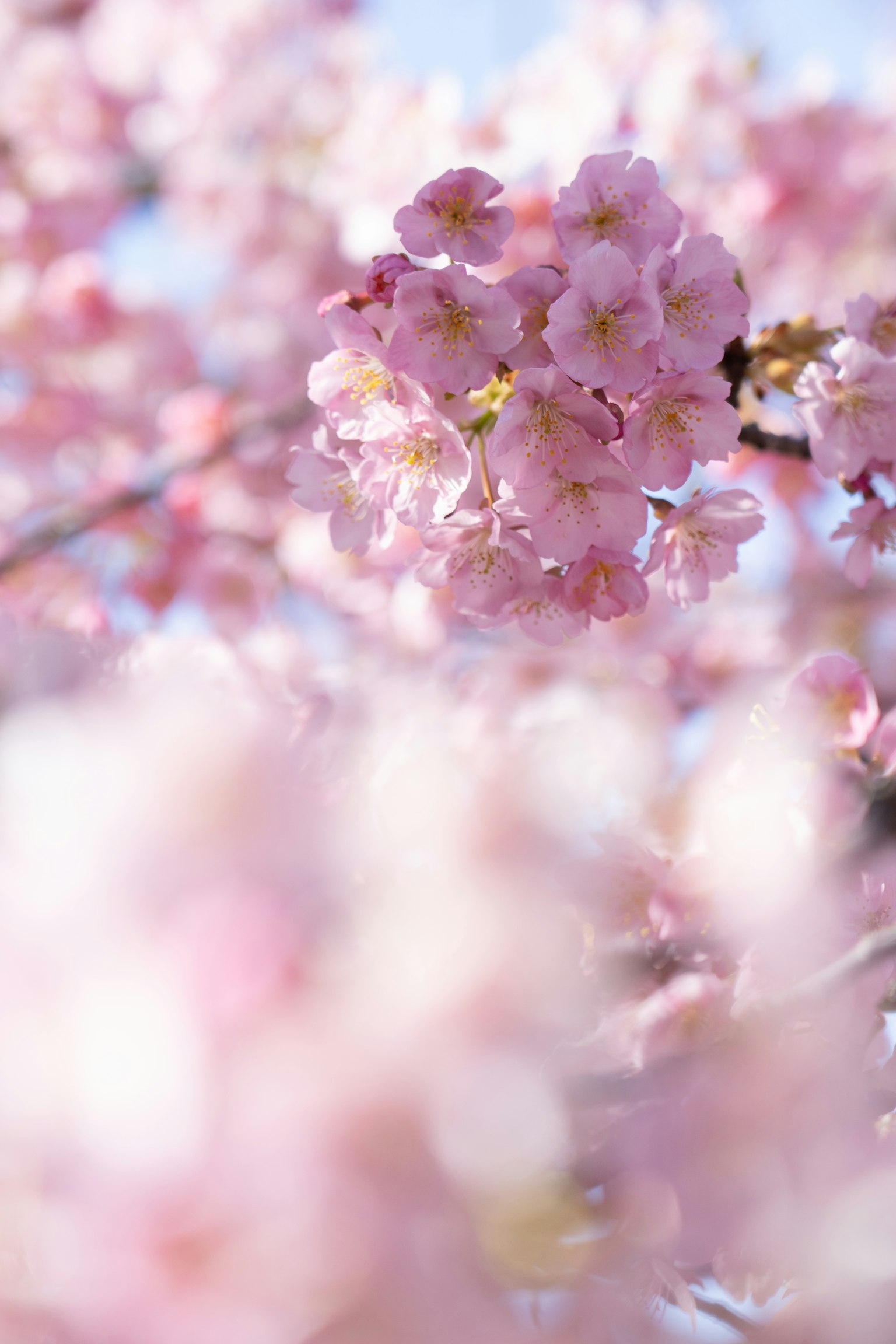 Nahaufnahme von blühenden Kirschblüten mit sanften rosa Blütenblättern vor einem blauen Himmel