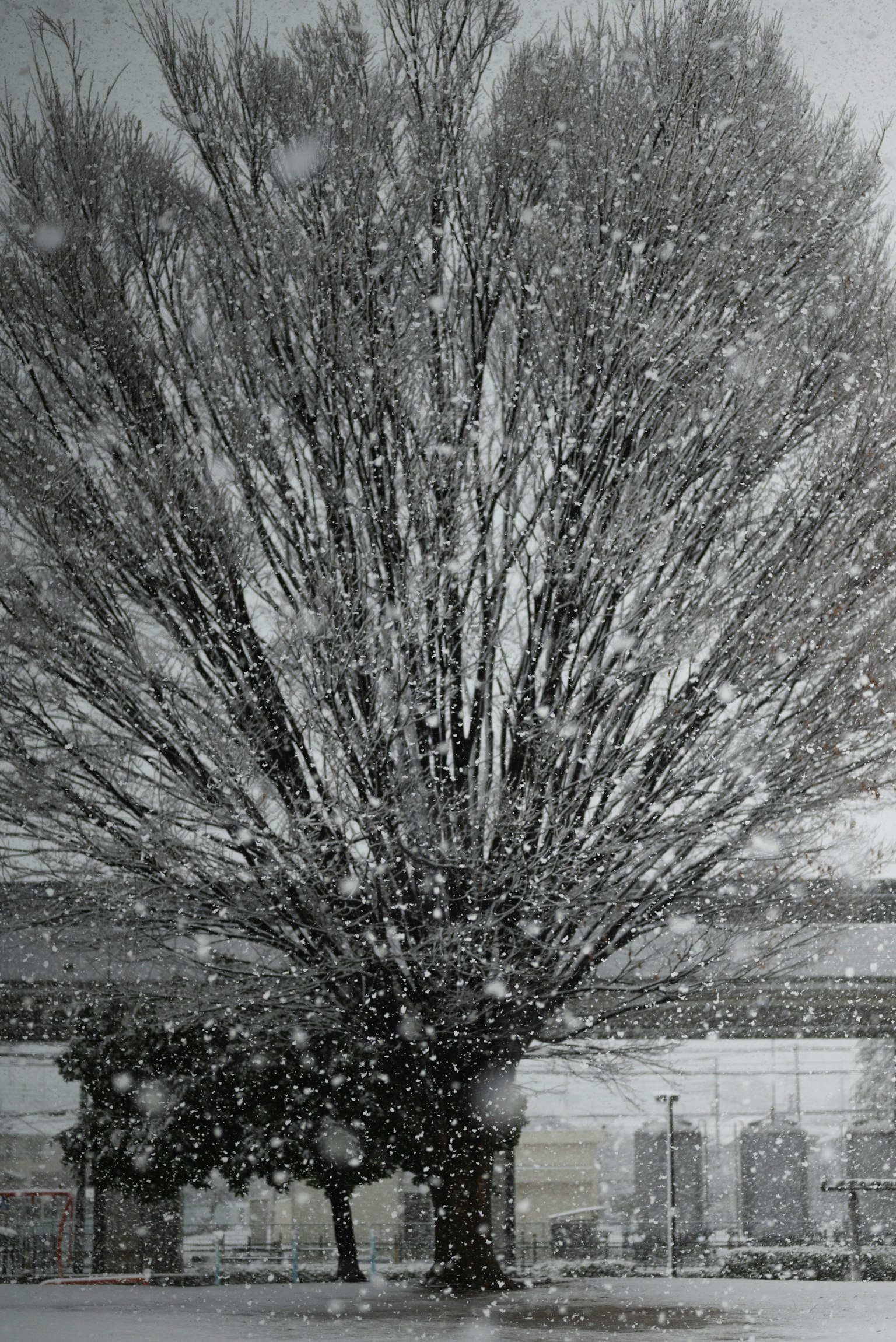 Silhouette of a large tree in falling snow