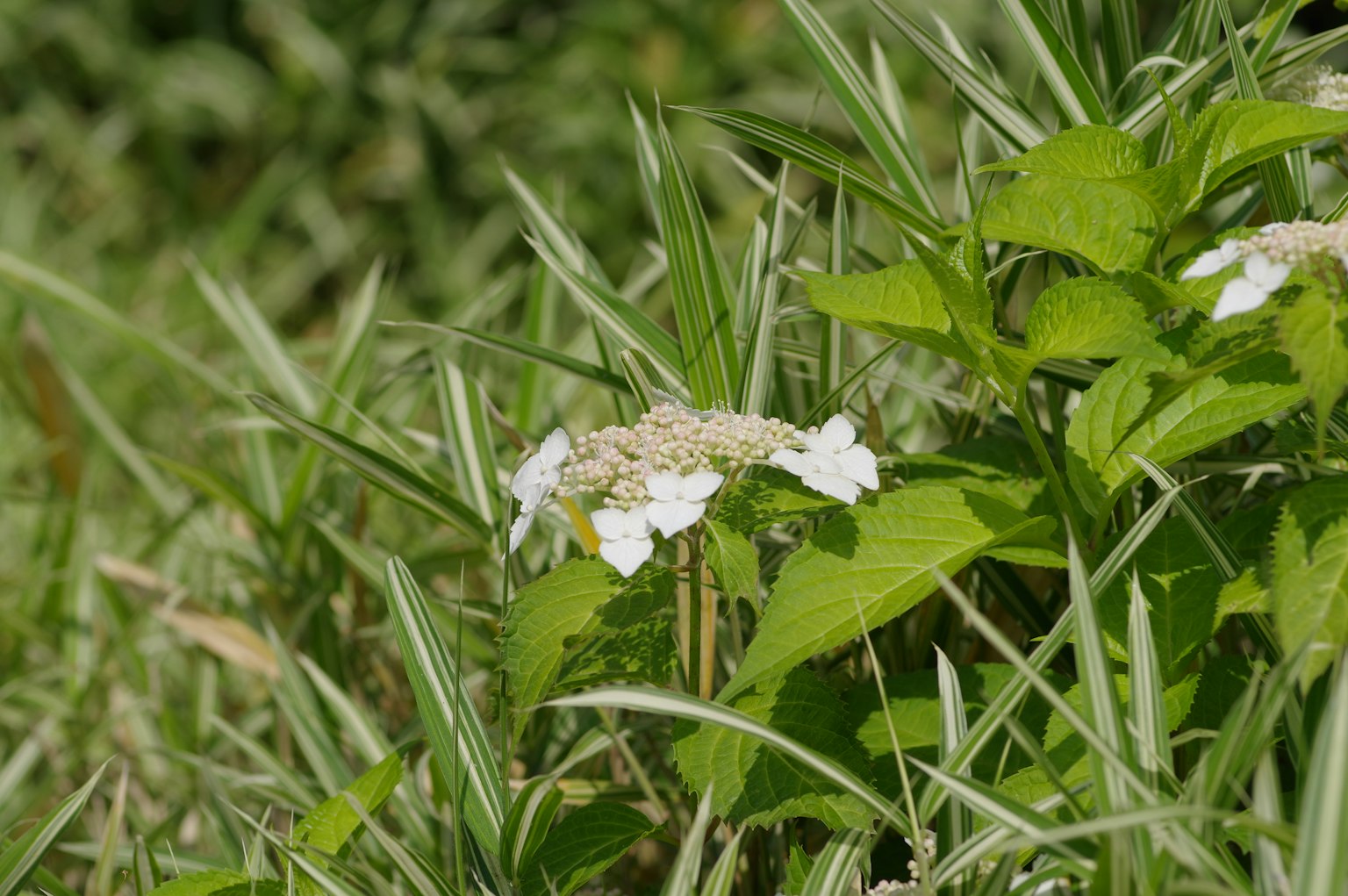 Un fiore bianco che sboccia tra l'erba verde