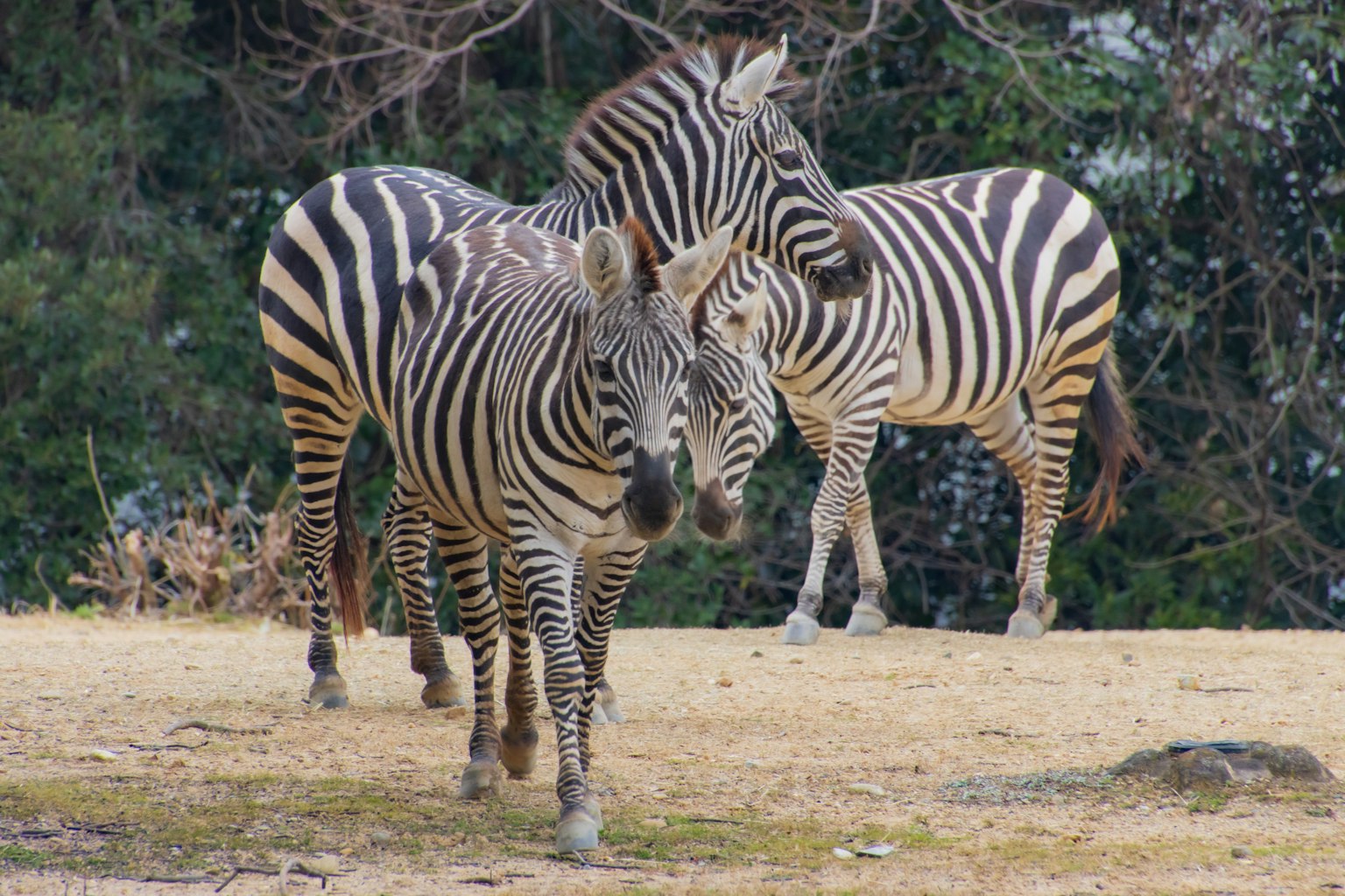 Drei Zebras, die auf einem grasigen Gelände laufen