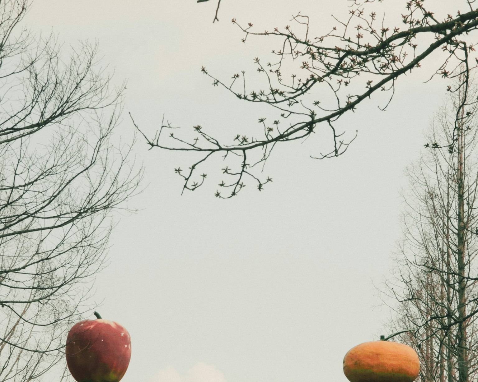 Un paisaje con dos frutas gigantes en los árboles una escultura de manzana roja y naranja