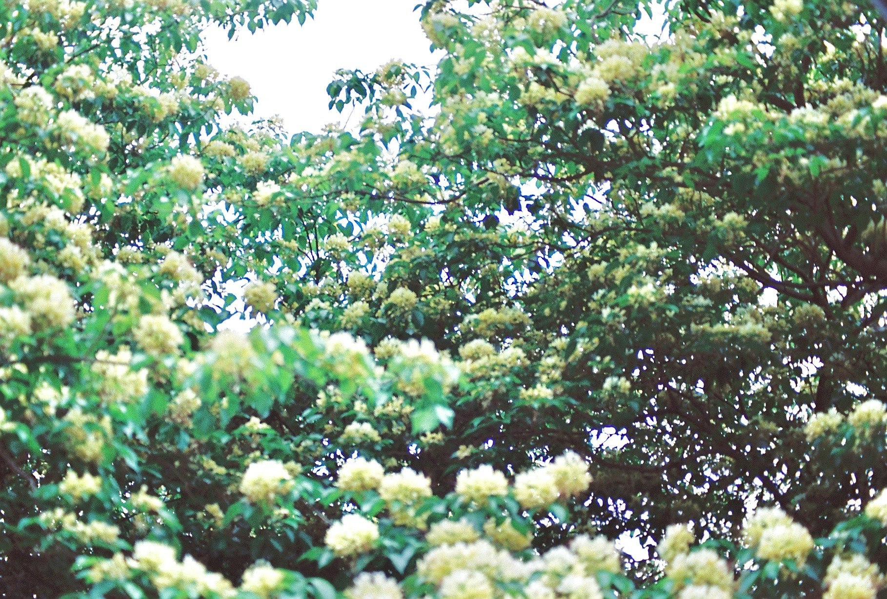 満開の白い花が枝いっぱいに咲く木々の風景