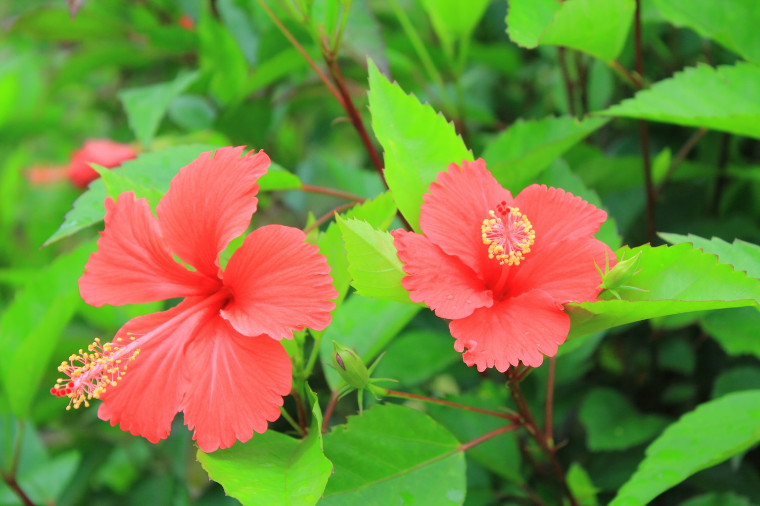 Vibrant red hibiscus flowers surrounded by green leaves