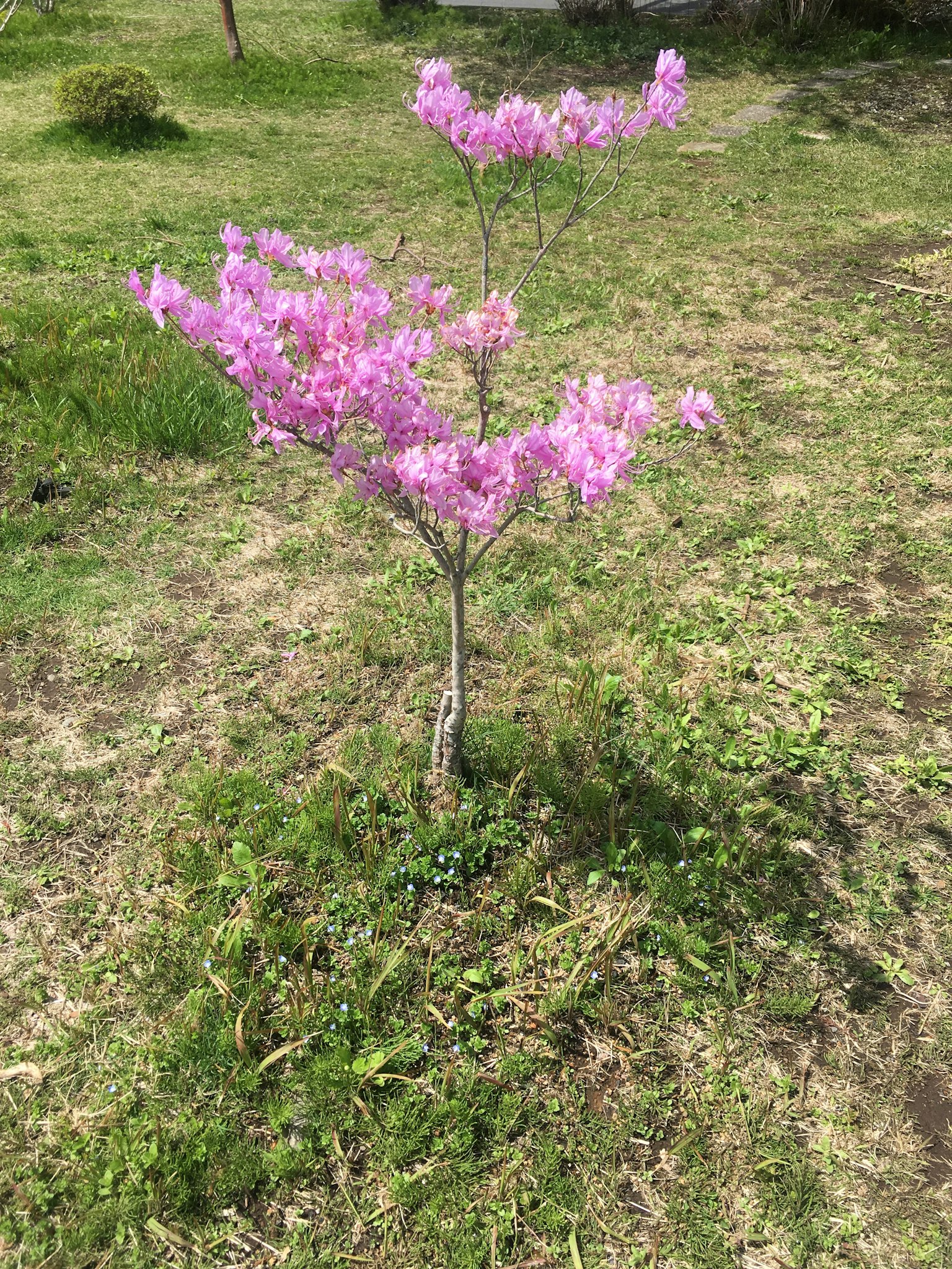 一棵带有粉色花朵的小树矗立在草地上