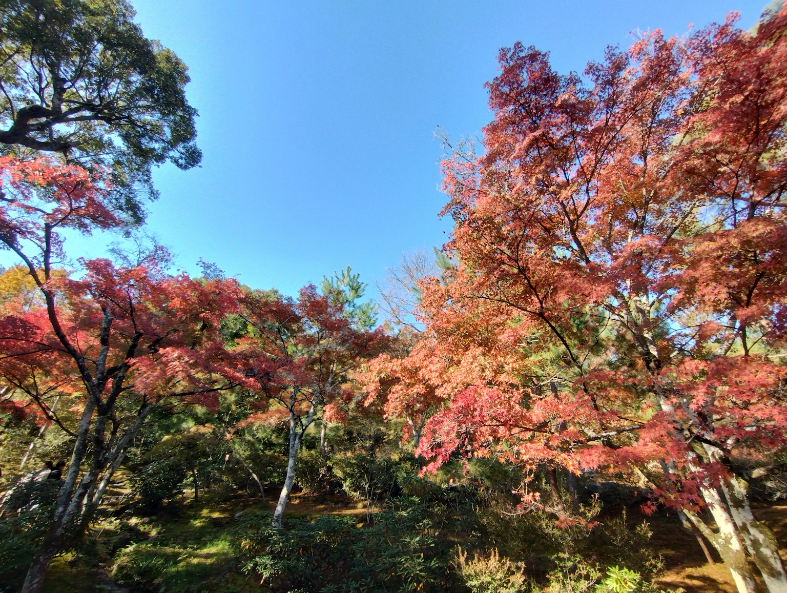 Malersicher Blick auf Herbstlaub mit leuchtend roten Blättern vor blauem Himmel