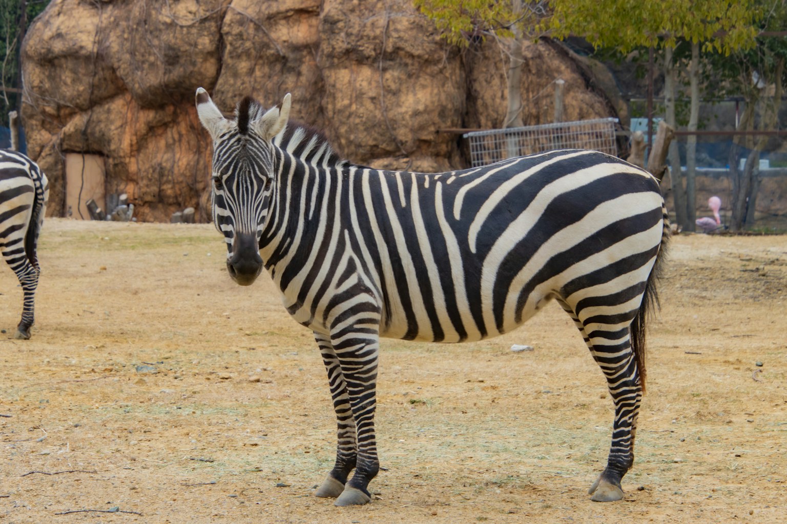 Ein Zebra steht in einer Savanne mit markanten schwarz-weißen Streifen