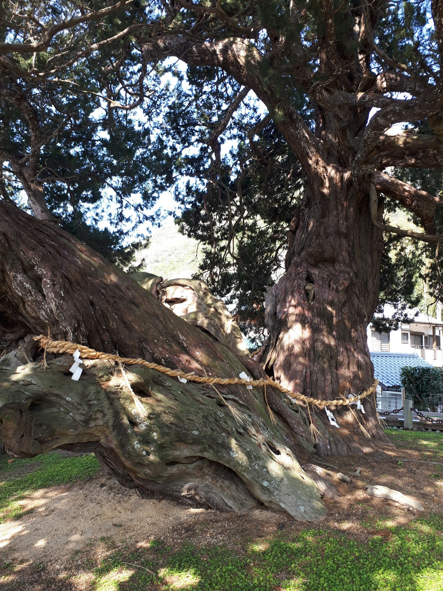 Grande albero antico con tronco contorto e area di erba verde