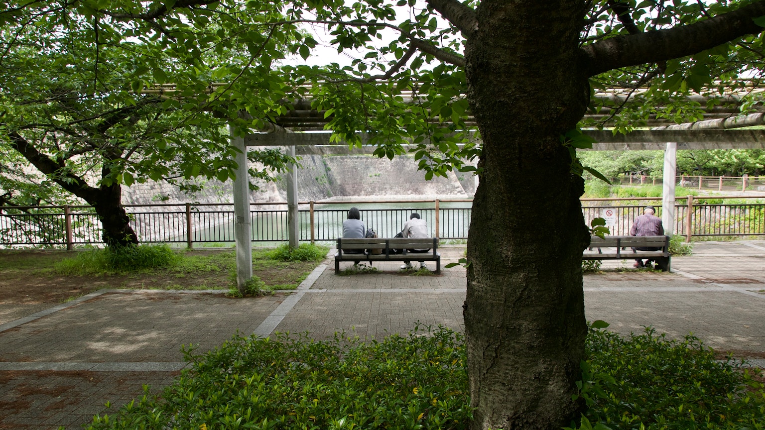 A peaceful park scene with people sitting on benches under trees