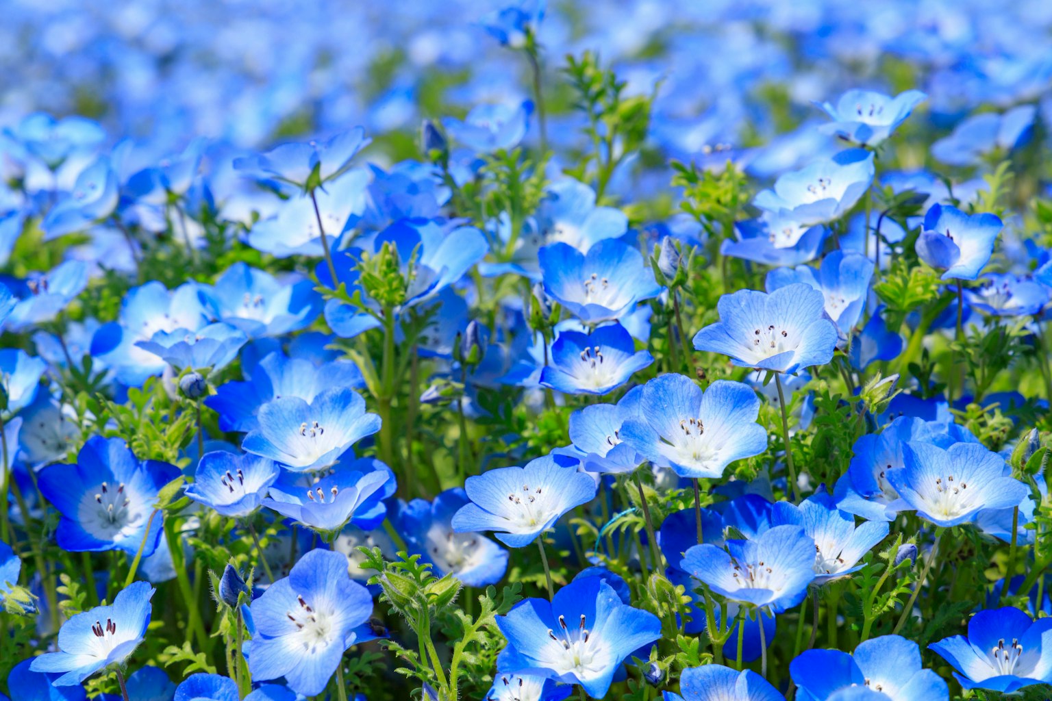 Feld mit blühenden blauen Blumen und zarten Blütenblättern
