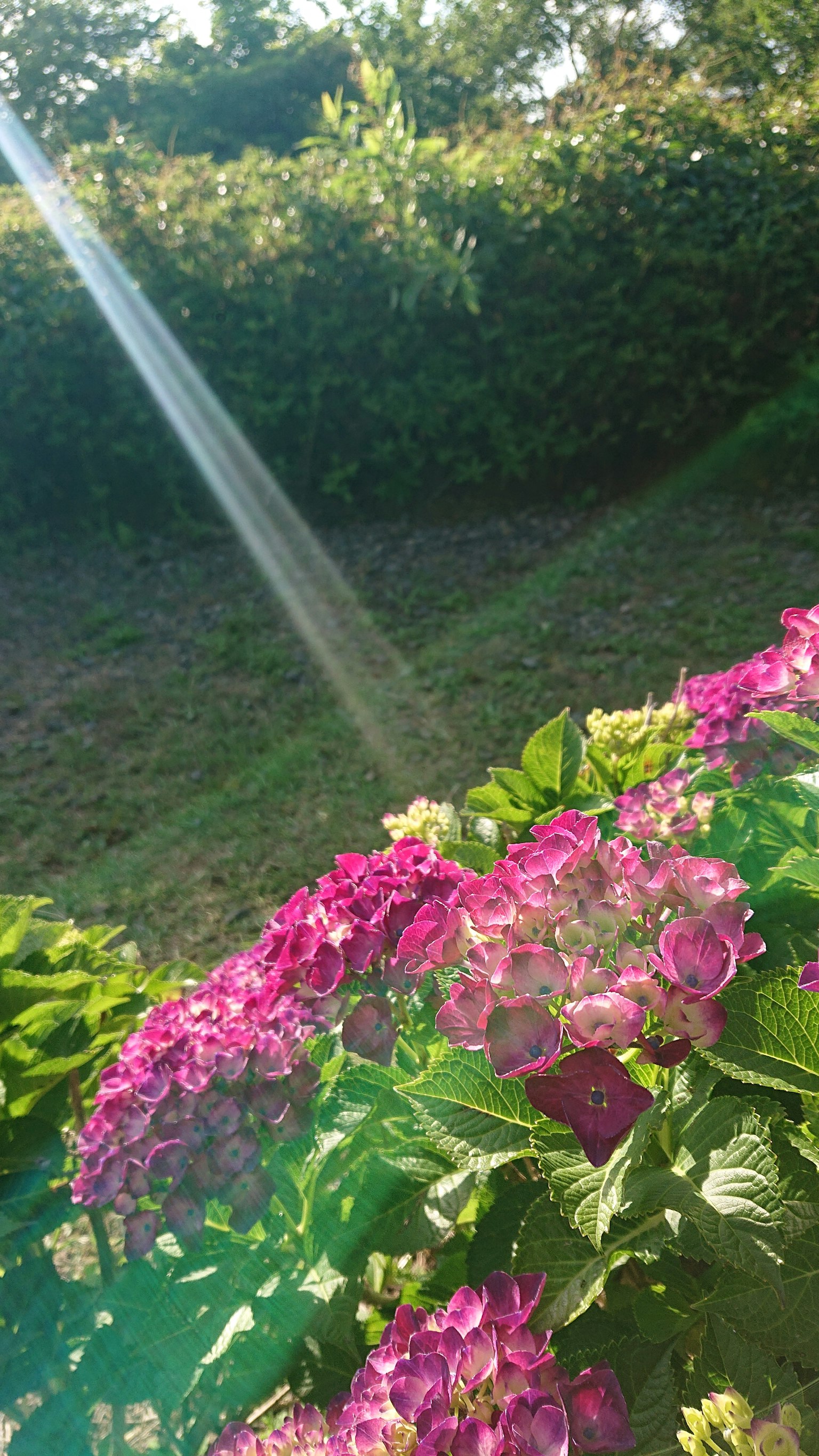 花園場景，粉紅色花朵和明亮的陽光