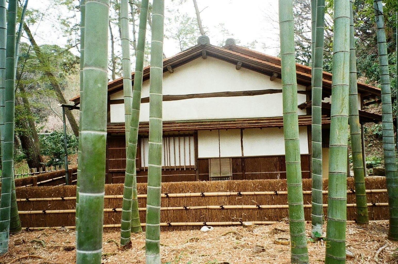 竹林の中にある小さな茅葺き風の建物