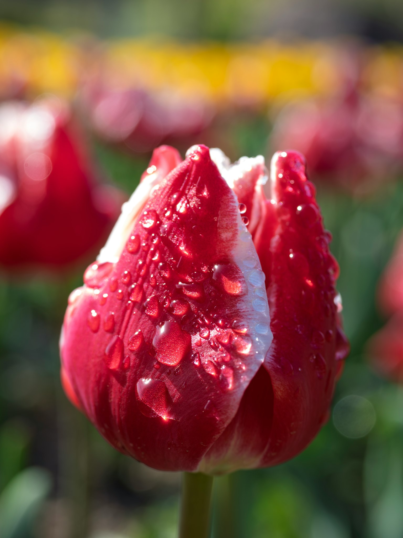 Nahaufnahme einer roten Tulpe mit Wassertropfen auf den Blütenblättern