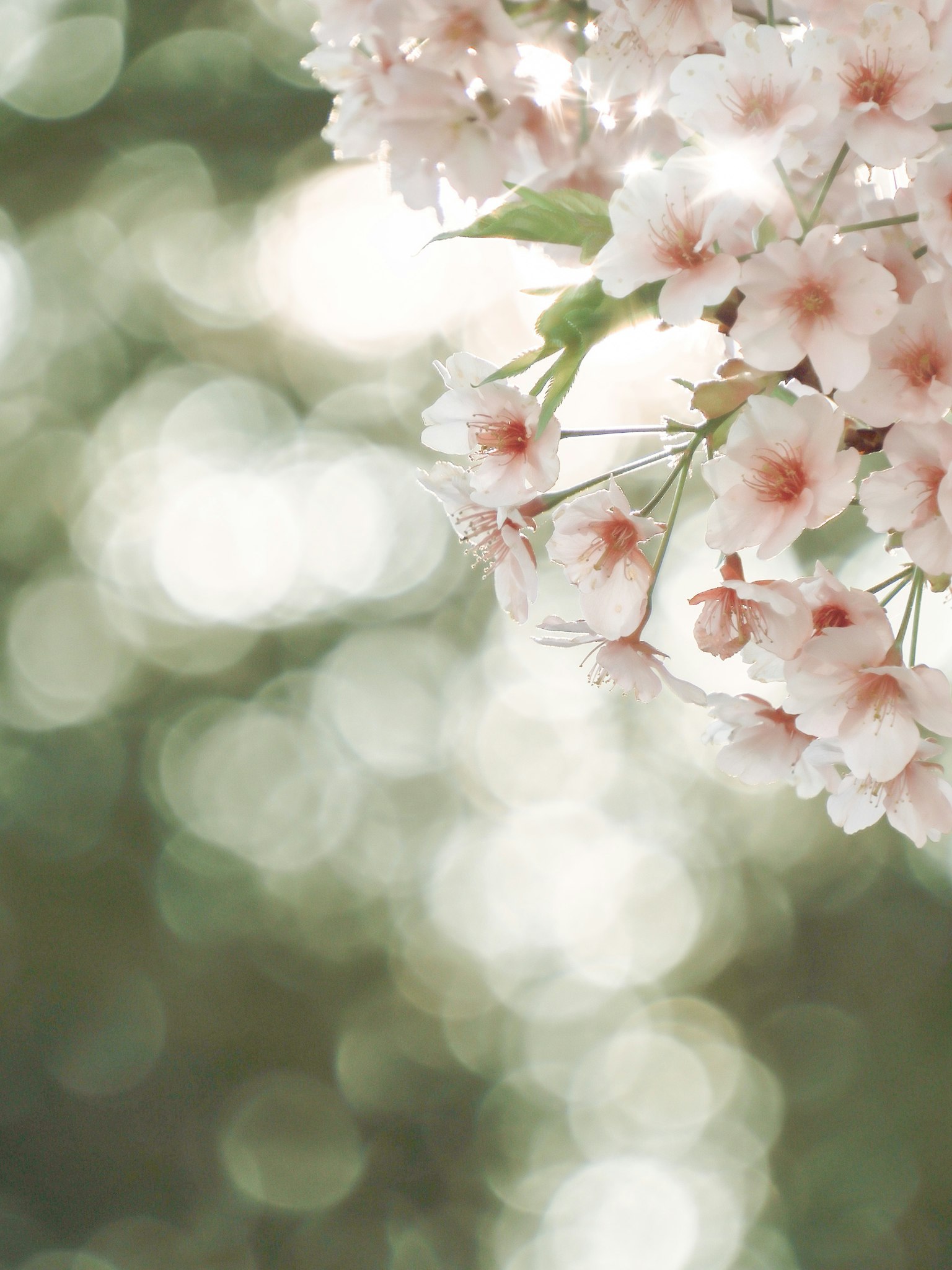Imagen de flores de cerezo con un fondo desenfocado suave