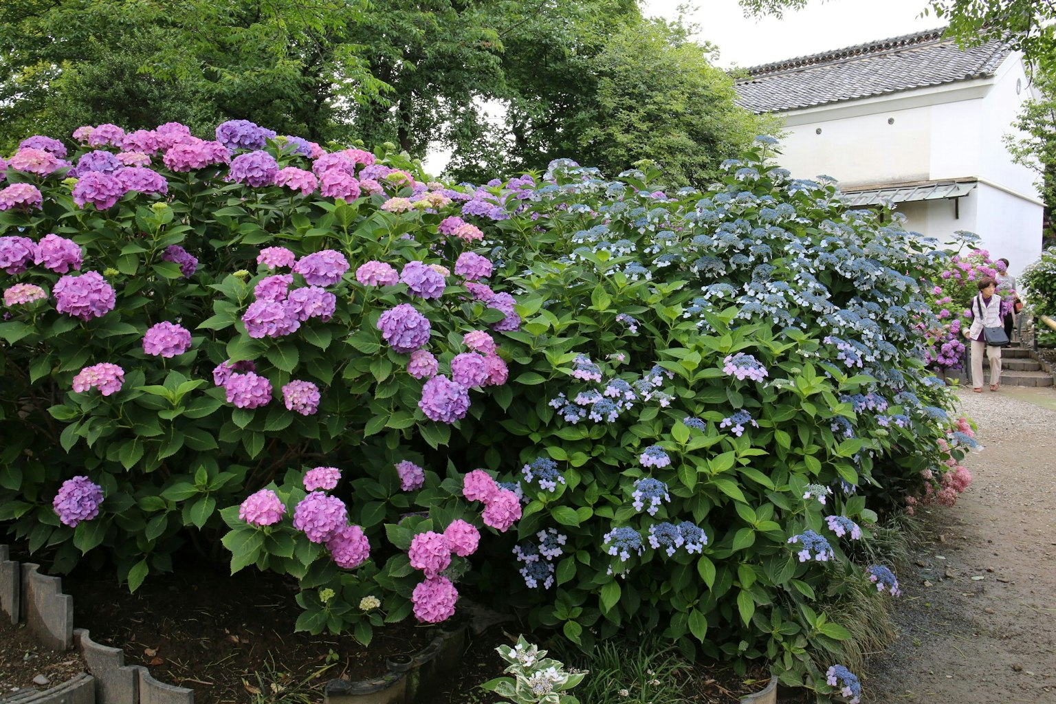 盛开的绣球花的生动花园场景，粉色和蓝色