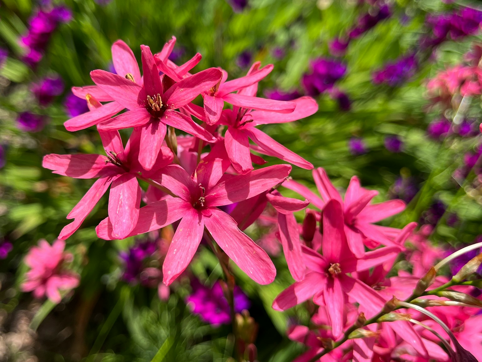 Vibrant pink flowers clustered together in a garden setting