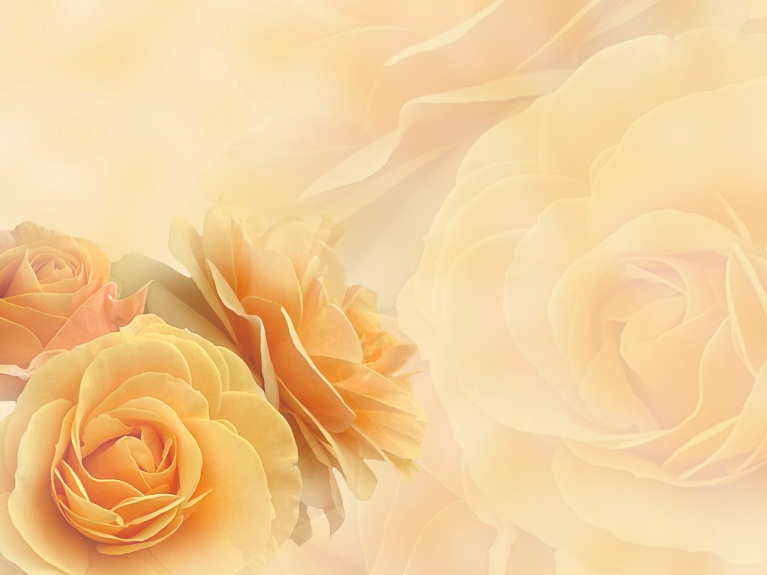 Sanfte Pfirsichrosen mit unscharfem Hintergrund, die ein ruhiges Blumenbild schaffen