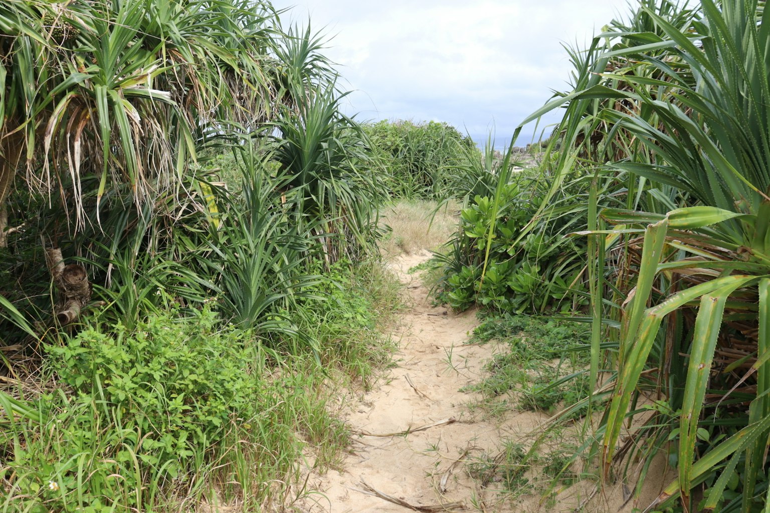 Jalan berbatasan dengan tanaman subur menuju pantai