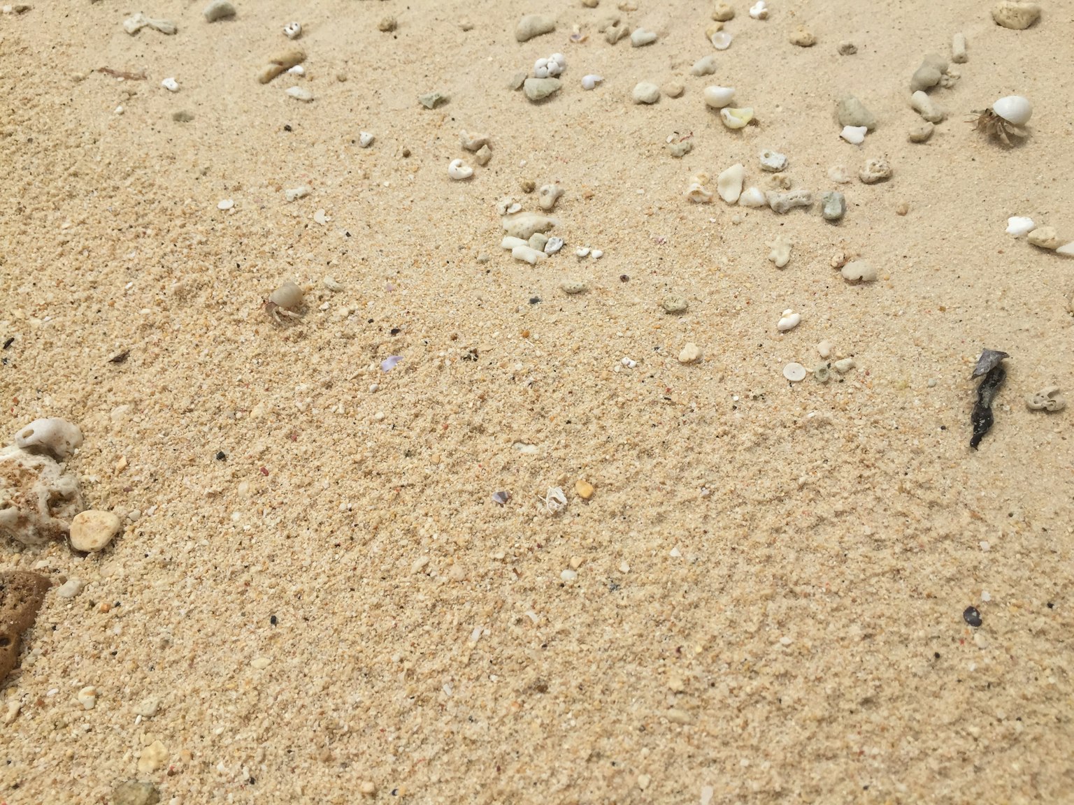 Texture de sable avec des coquillages éparpillés sur la plage