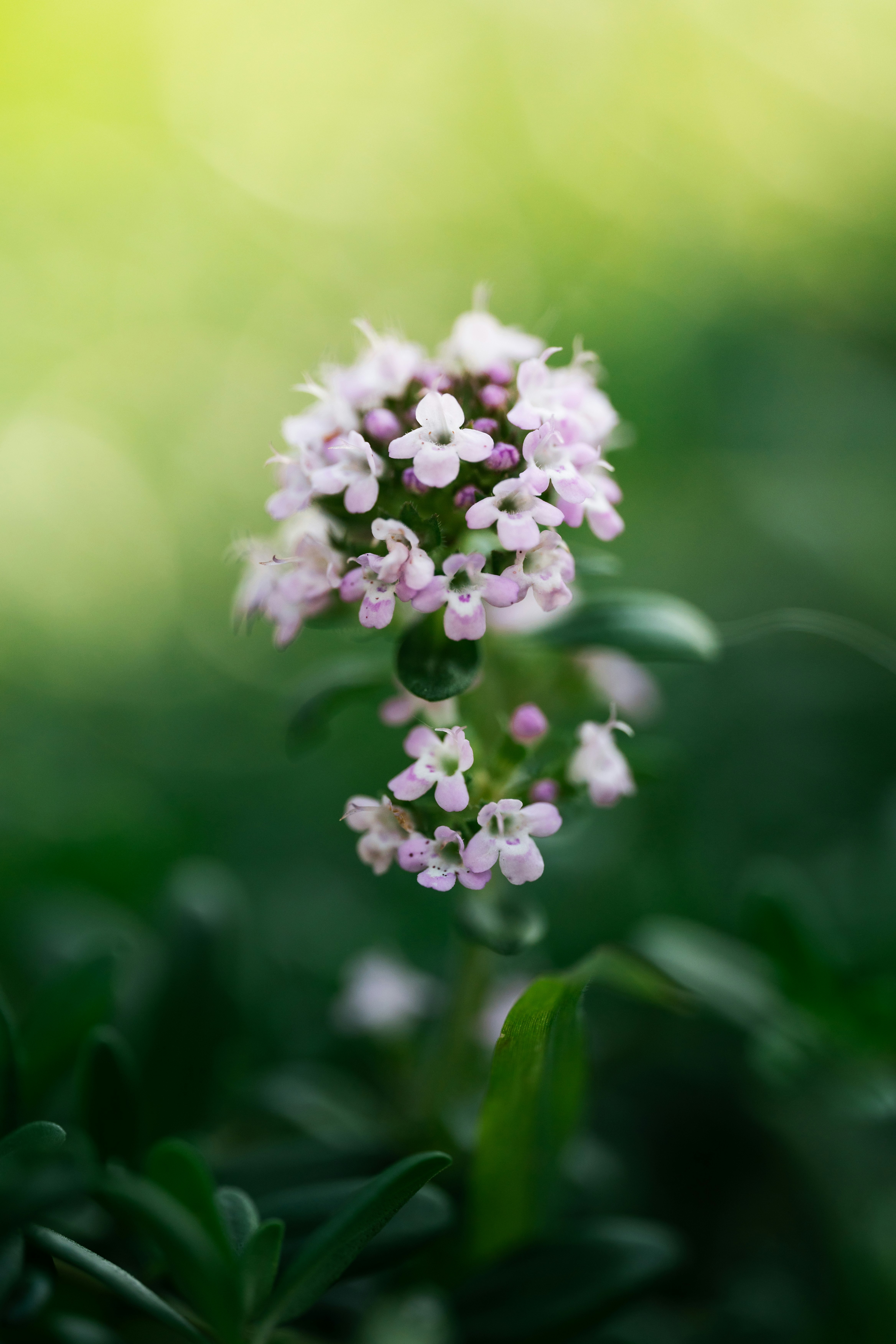 紫の小花が咲く花のクローズアップ