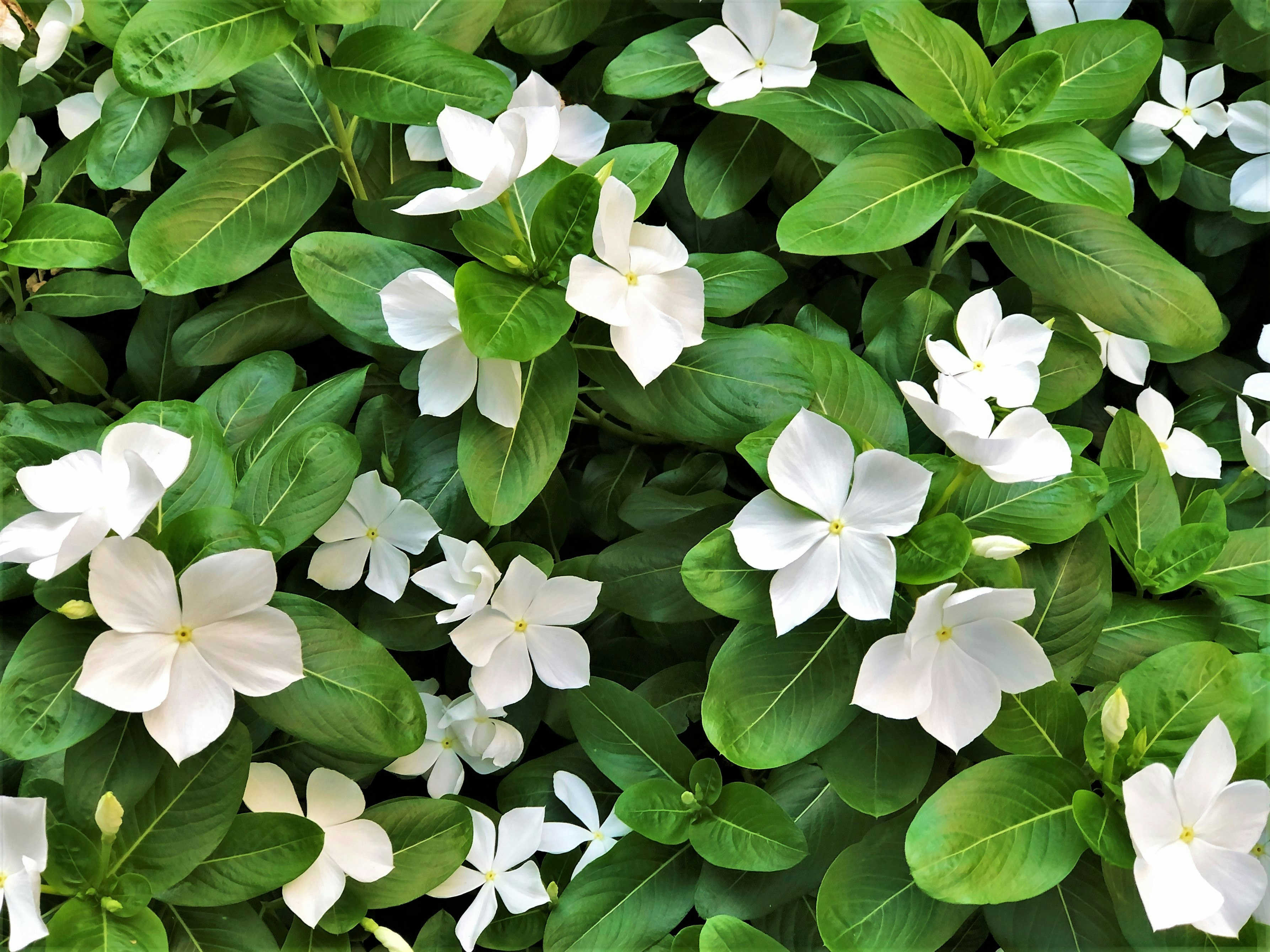 白い花と濃い緑の葉が密に広がる植物のクローズアップ