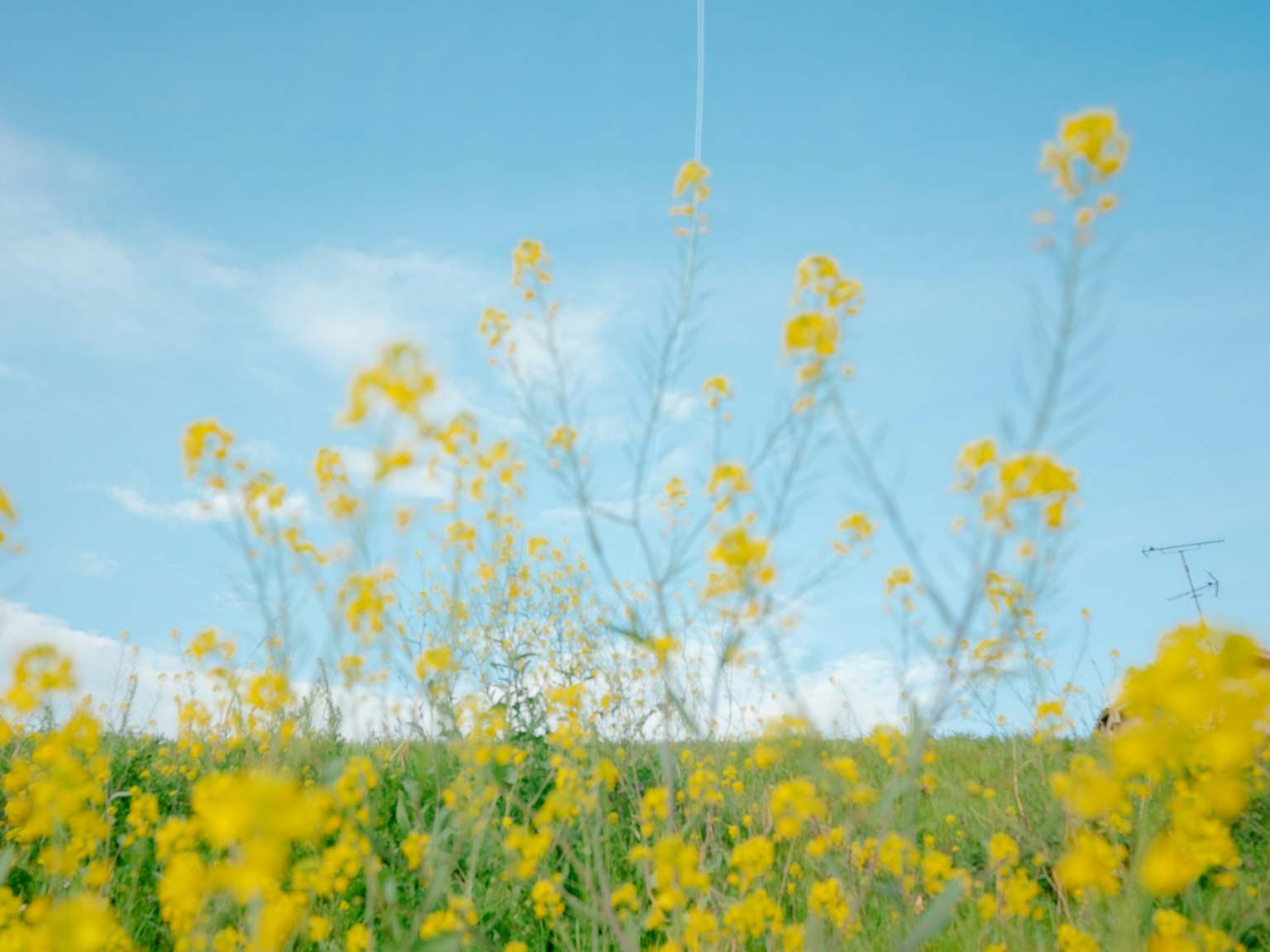 Field of yellow flowers under a blue sky