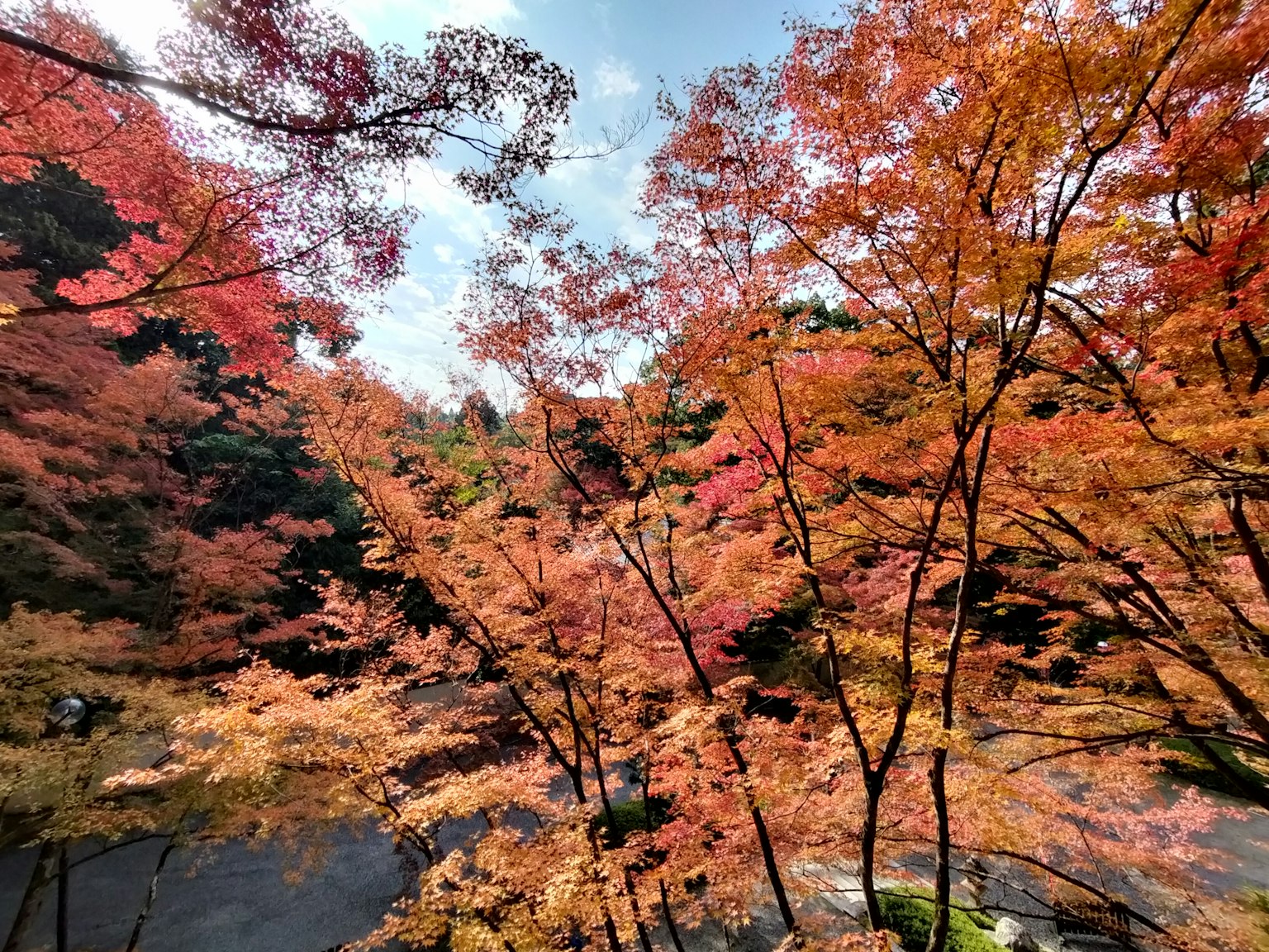 Paysage d'automne vibrant avec des feuilles d'érable colorées
